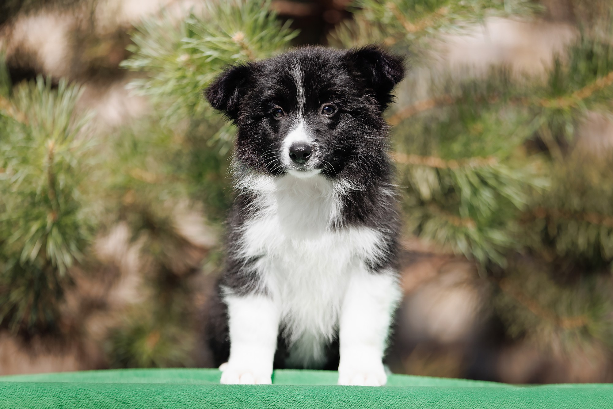 Трава у дома. О нас