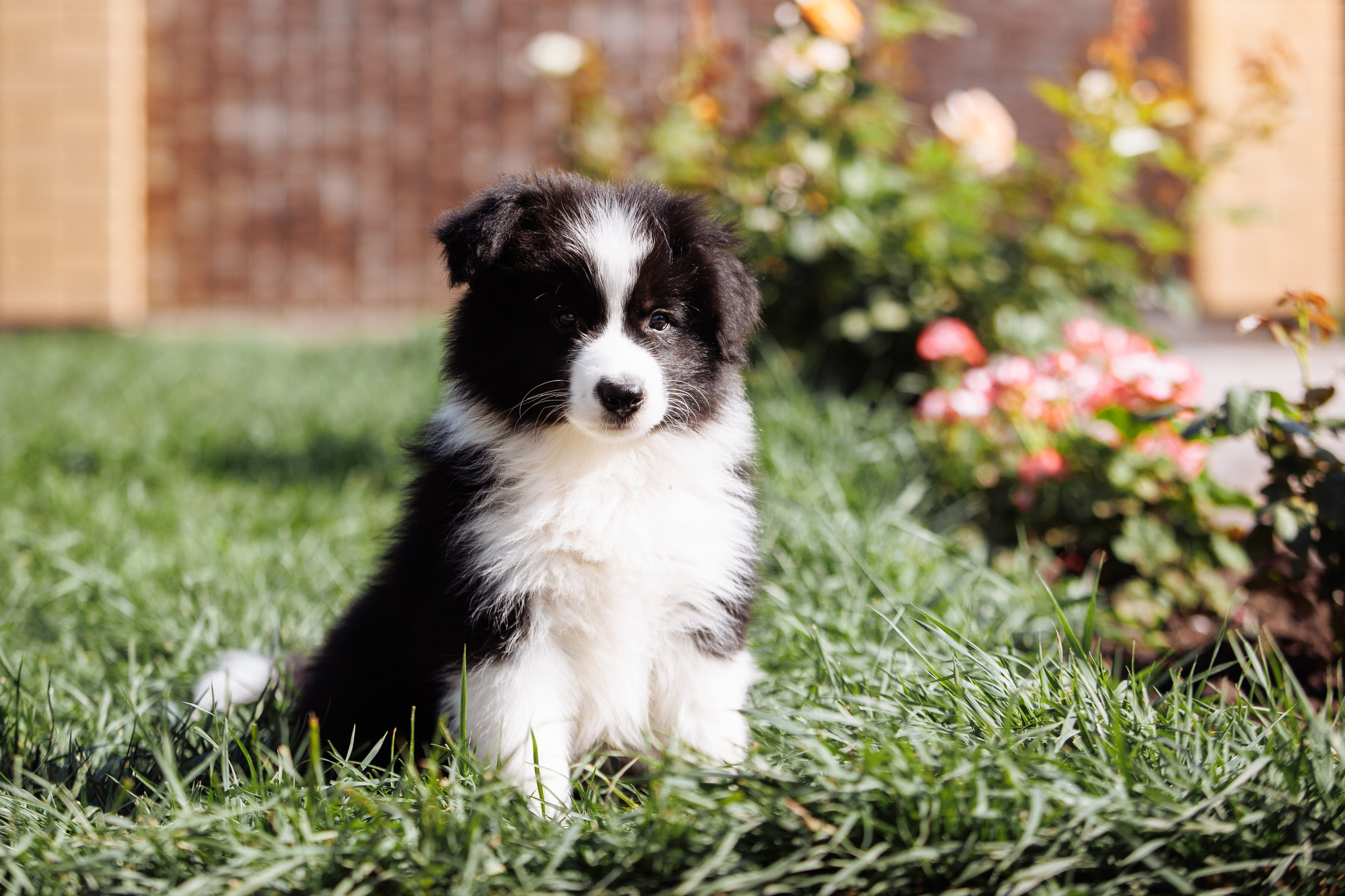 МММ — маленькое мягкое милое. О нас