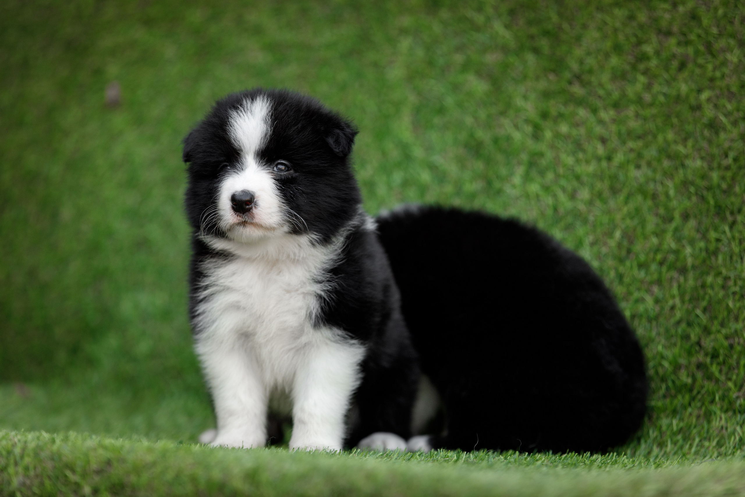 Смешарики. О нас