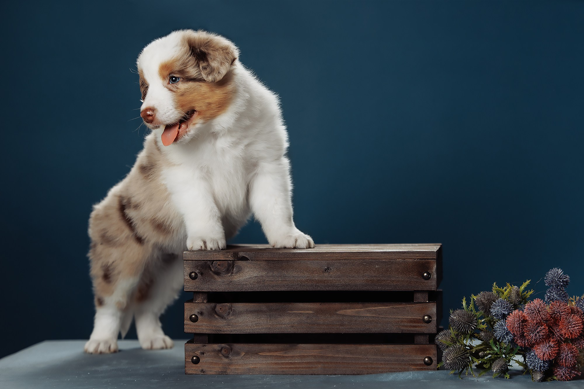 Синева. О нас