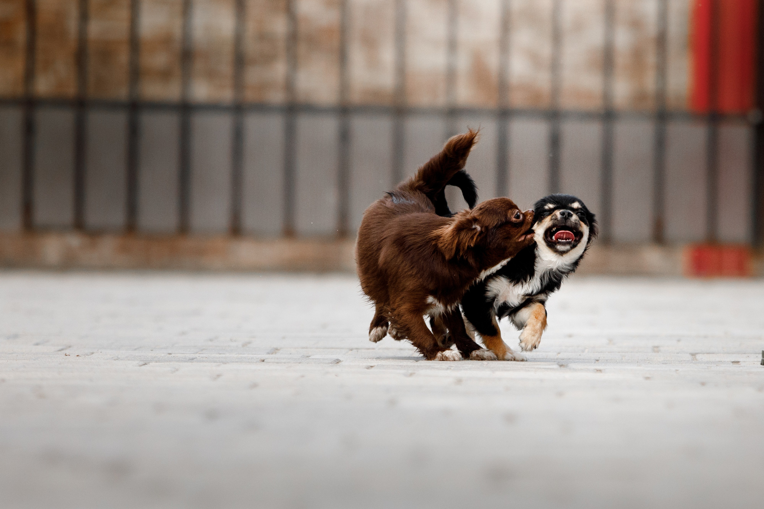 Болтовня в саду. О нас