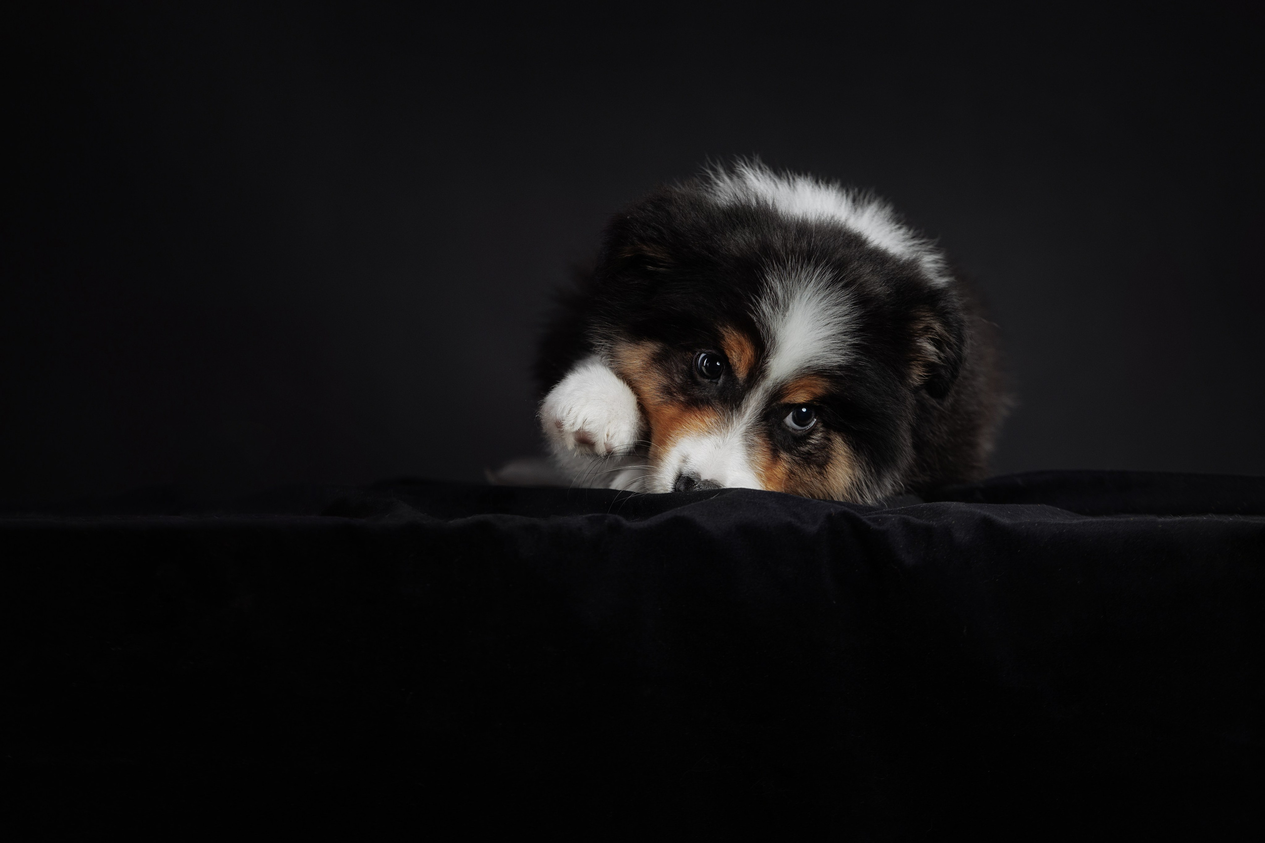 С цыпами. О нас