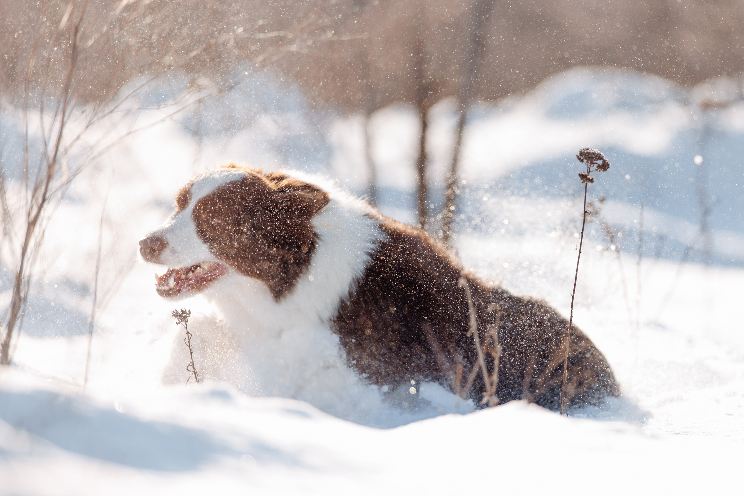 Яркий январь. О нас