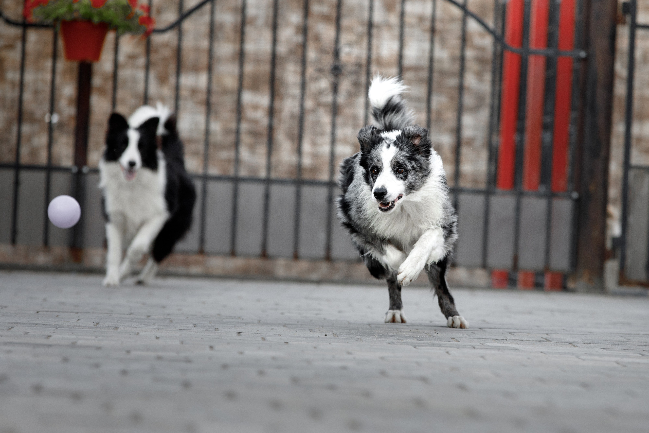 Болтовня в саду. О нас