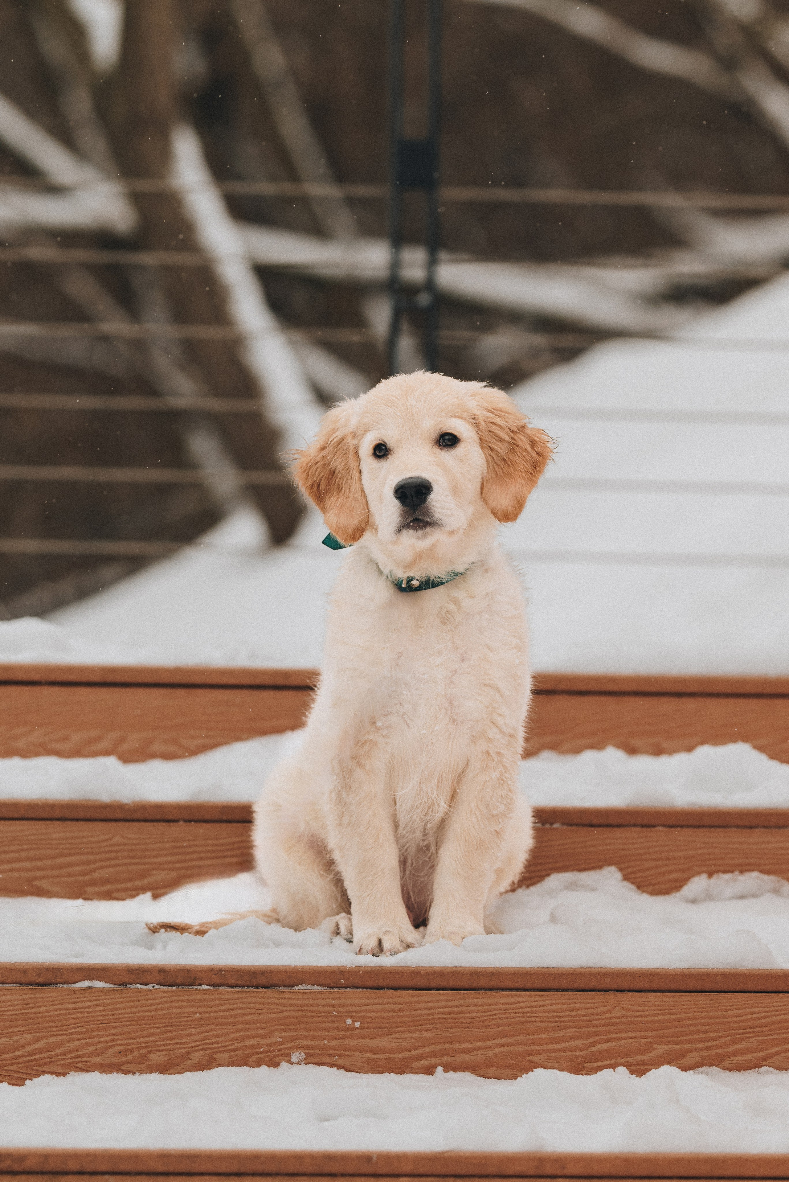 Sonia, Denis & Baggi. Natalia Finch Photography — Family, Kids & Pet Photographer in Chicago, IL