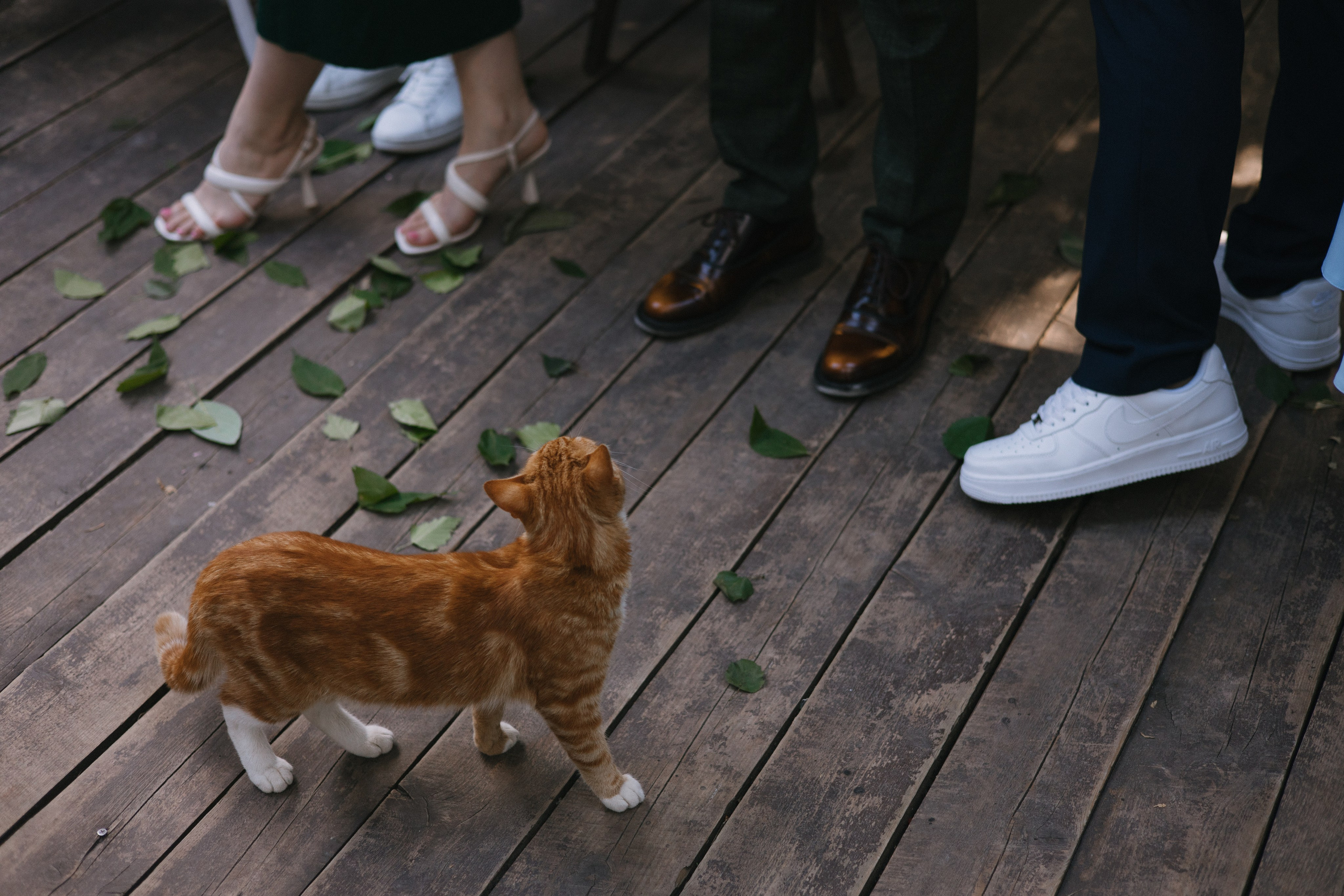 32 человека и 1 кот. Свадебный и семейный фотограф в Санкт-Петербурге и Москве