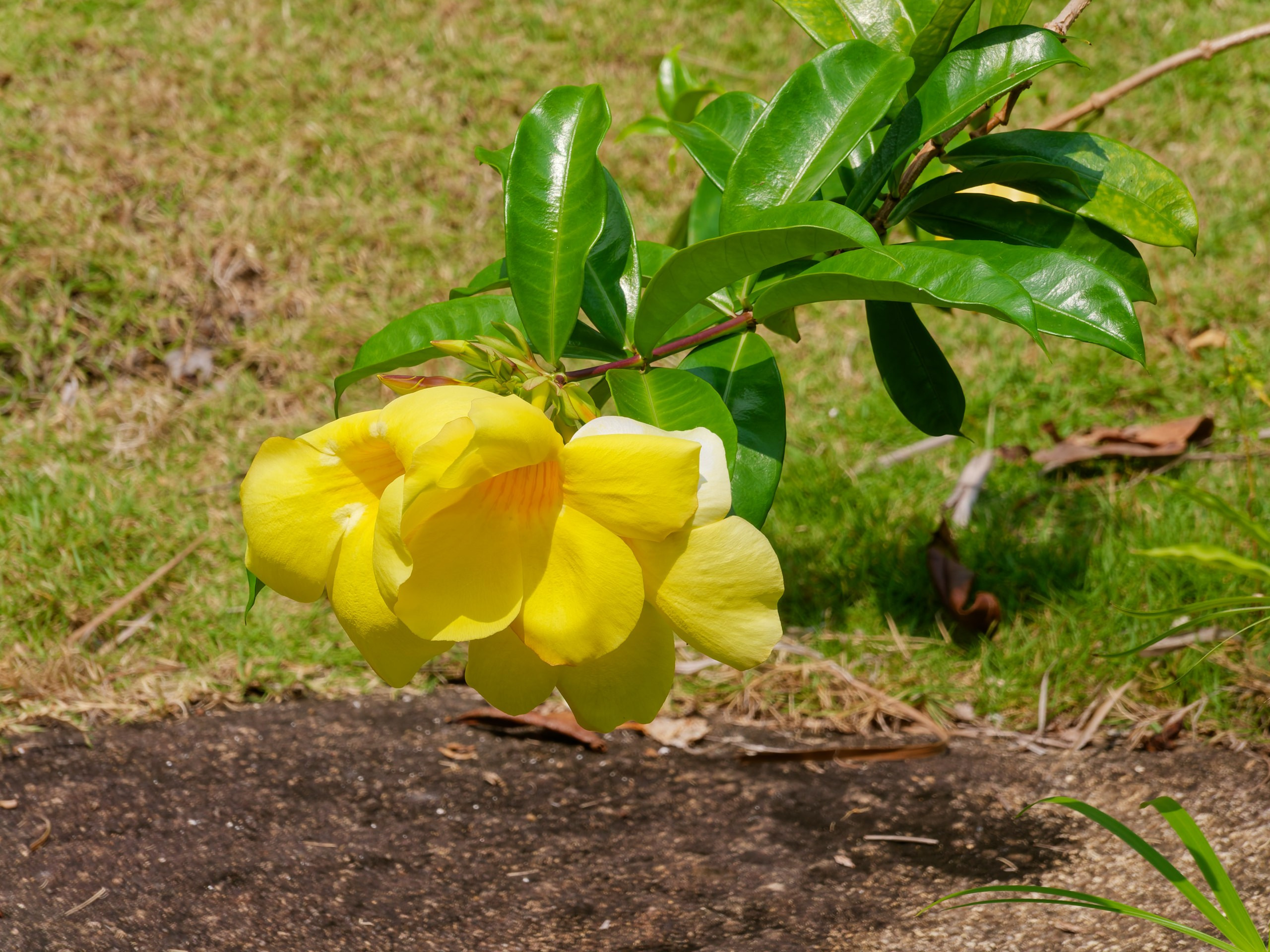 Хайнань 2026, флора, цветы и деревья. Фотопрогулки по Миру