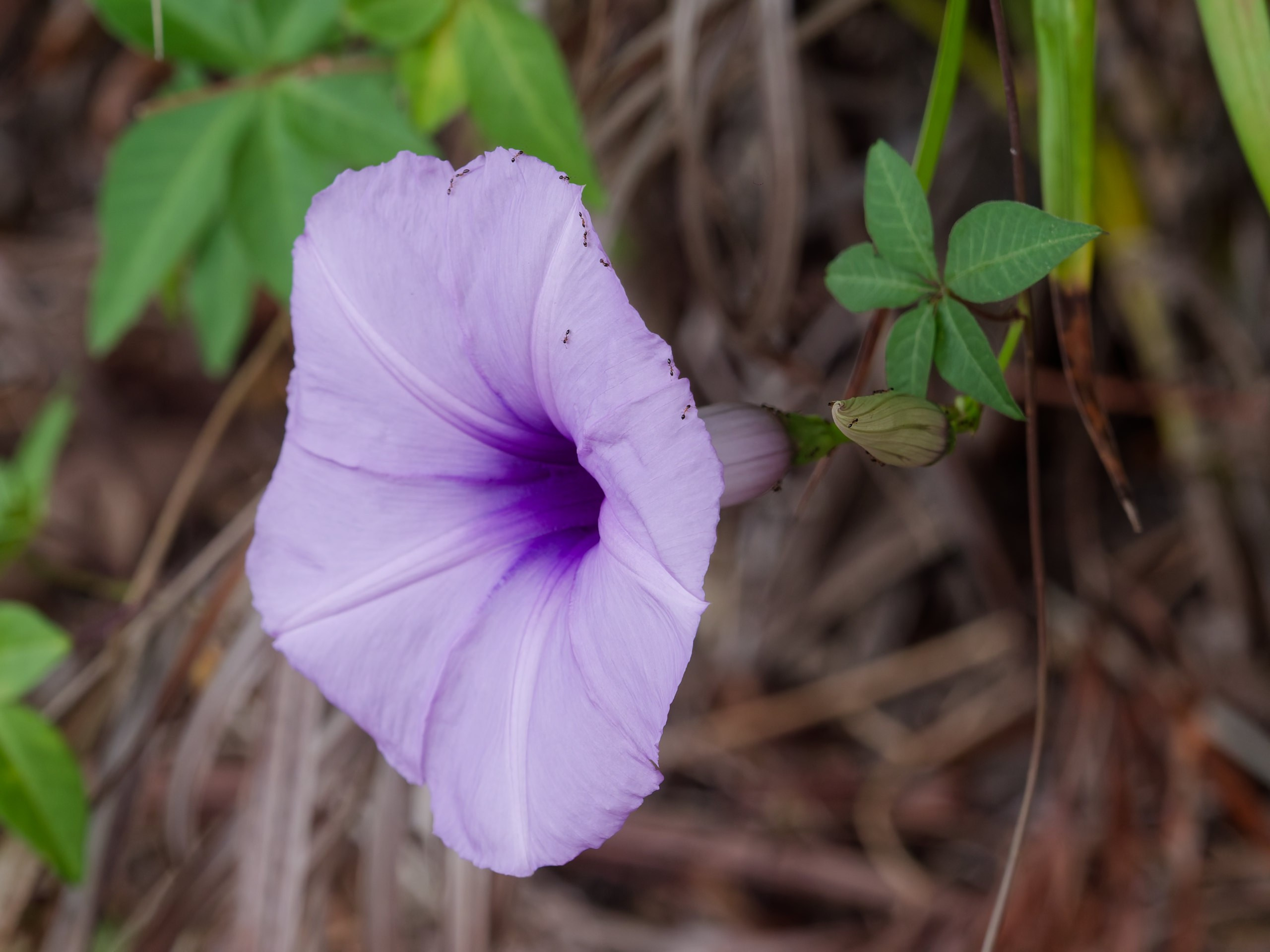 Хайнань 2026, флора, цветы и деревья. Фотопрогулки по Миру