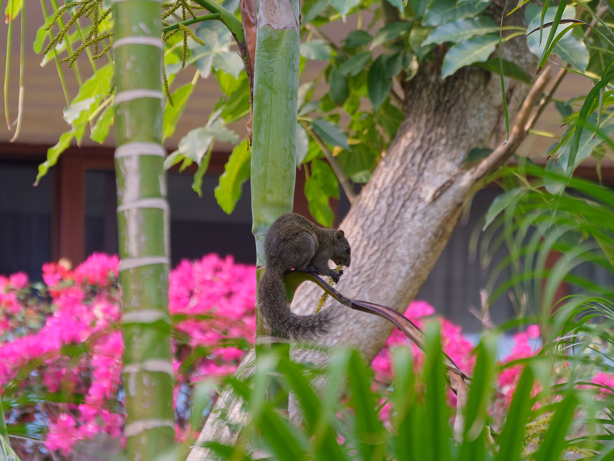 Хайнань 2026, белки. Фотопрогулки по Миру