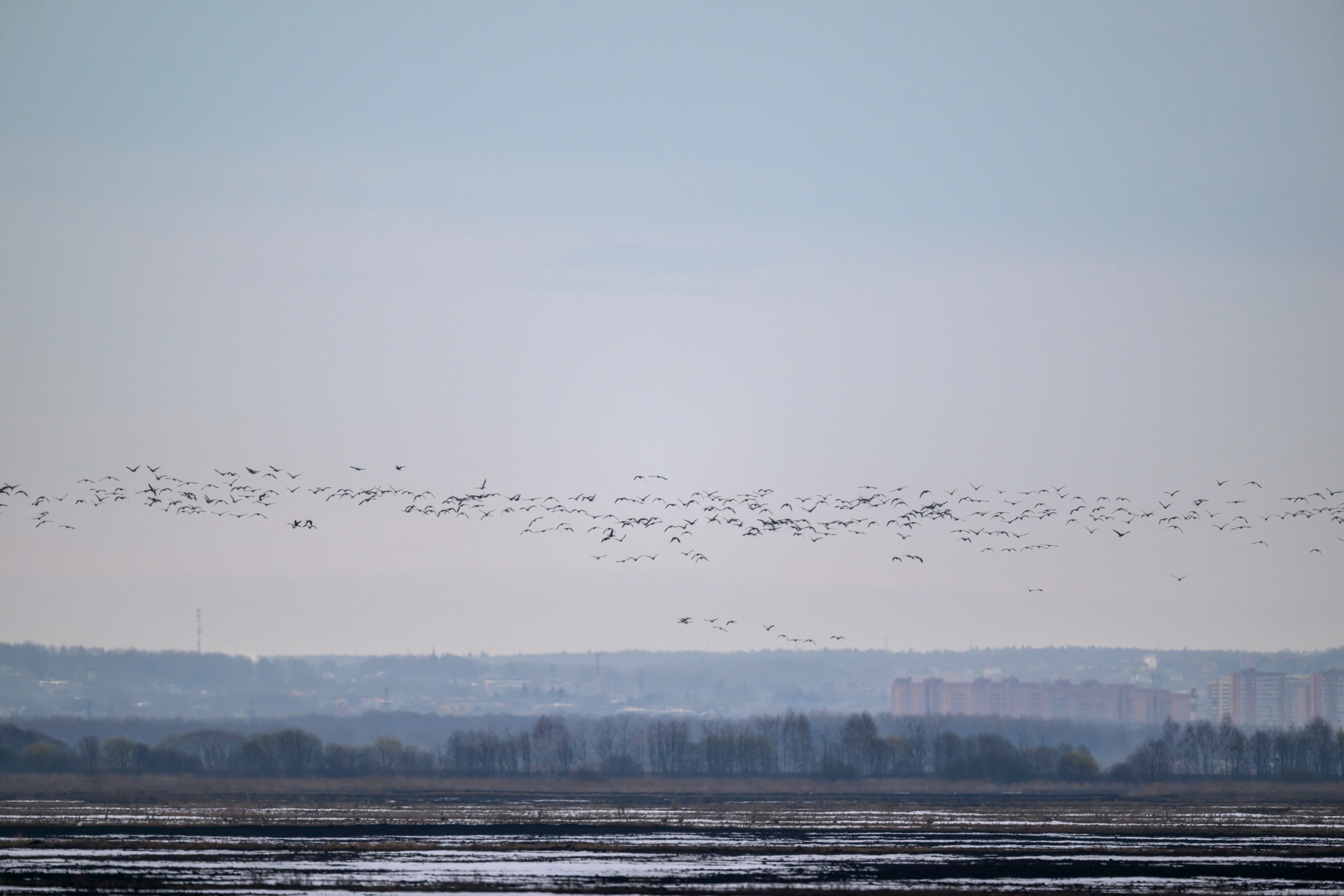 Гуси-лебеди. Фотограф Сергей Пупонин