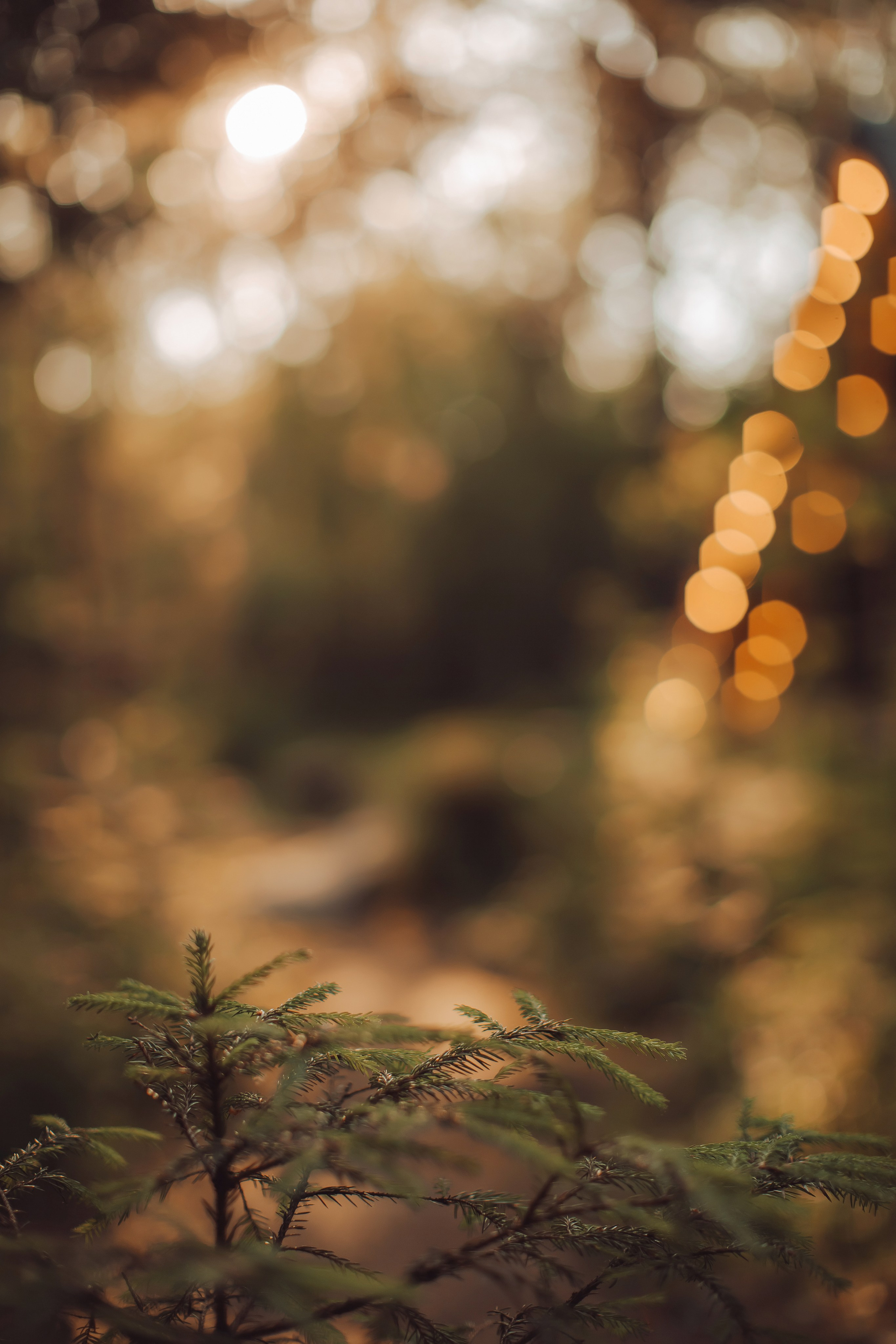 Рома и Даша. Свадебный фотограф Ярославль Ирина Волоцкая