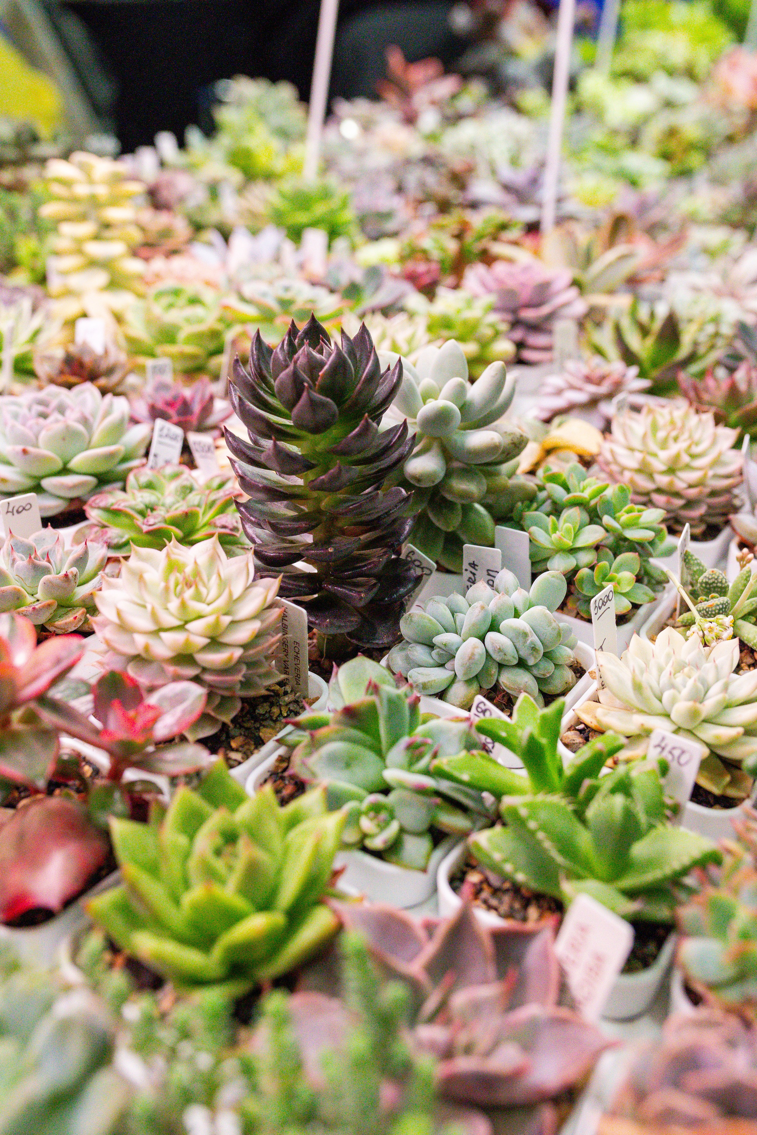 Монстериум 11–12 октября. Александра Куликова фотограф, Москва