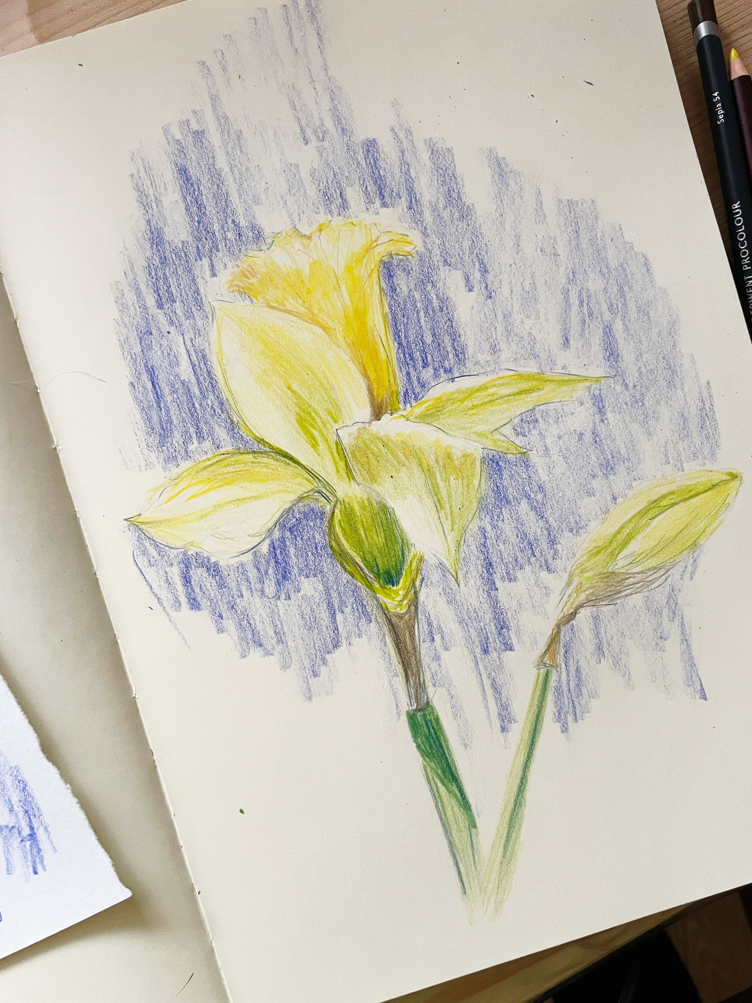 Карандаши. Аня Степанова