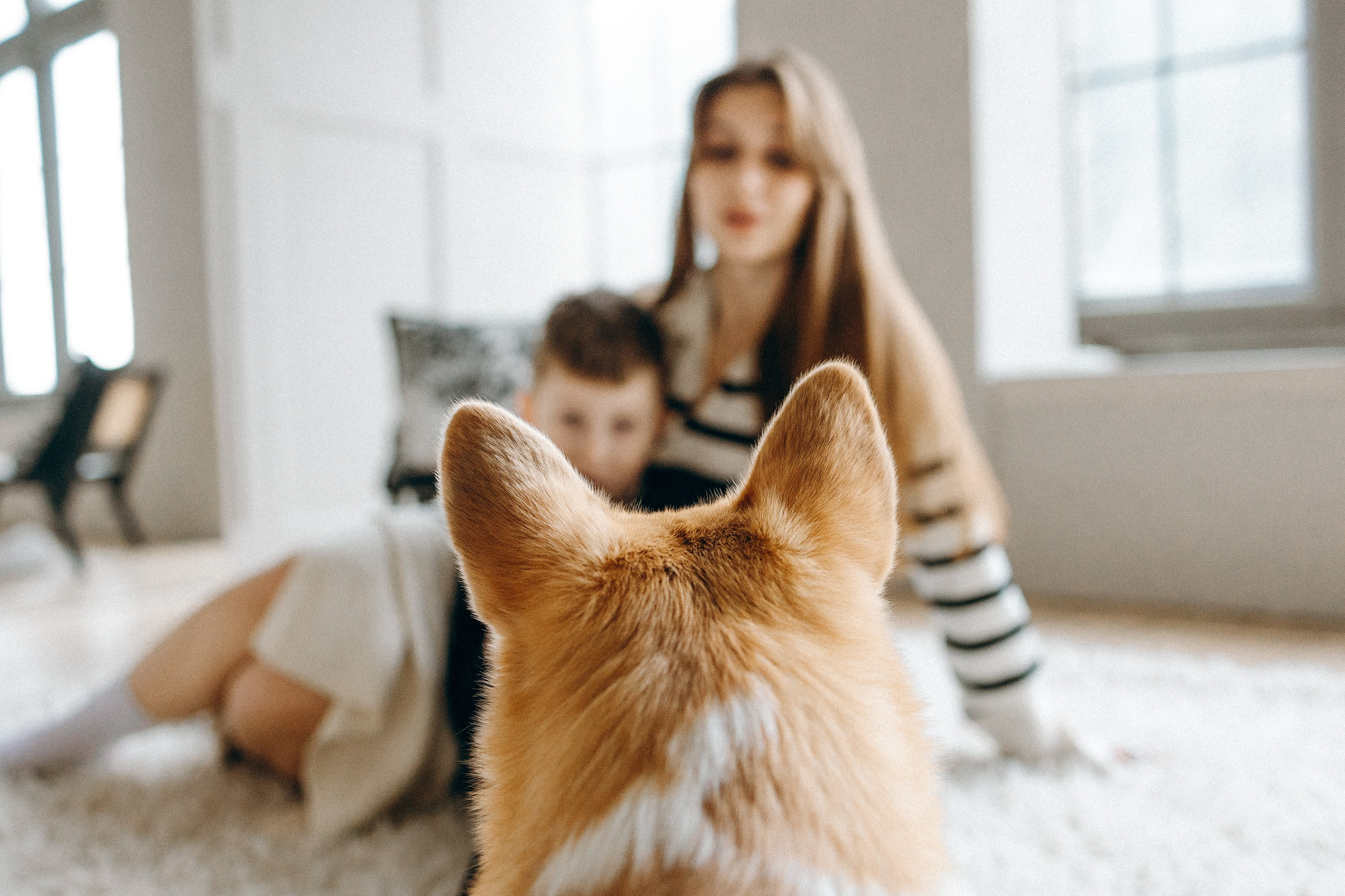 Семья с корги. Фотограф. Фотограф-анималист. Москва