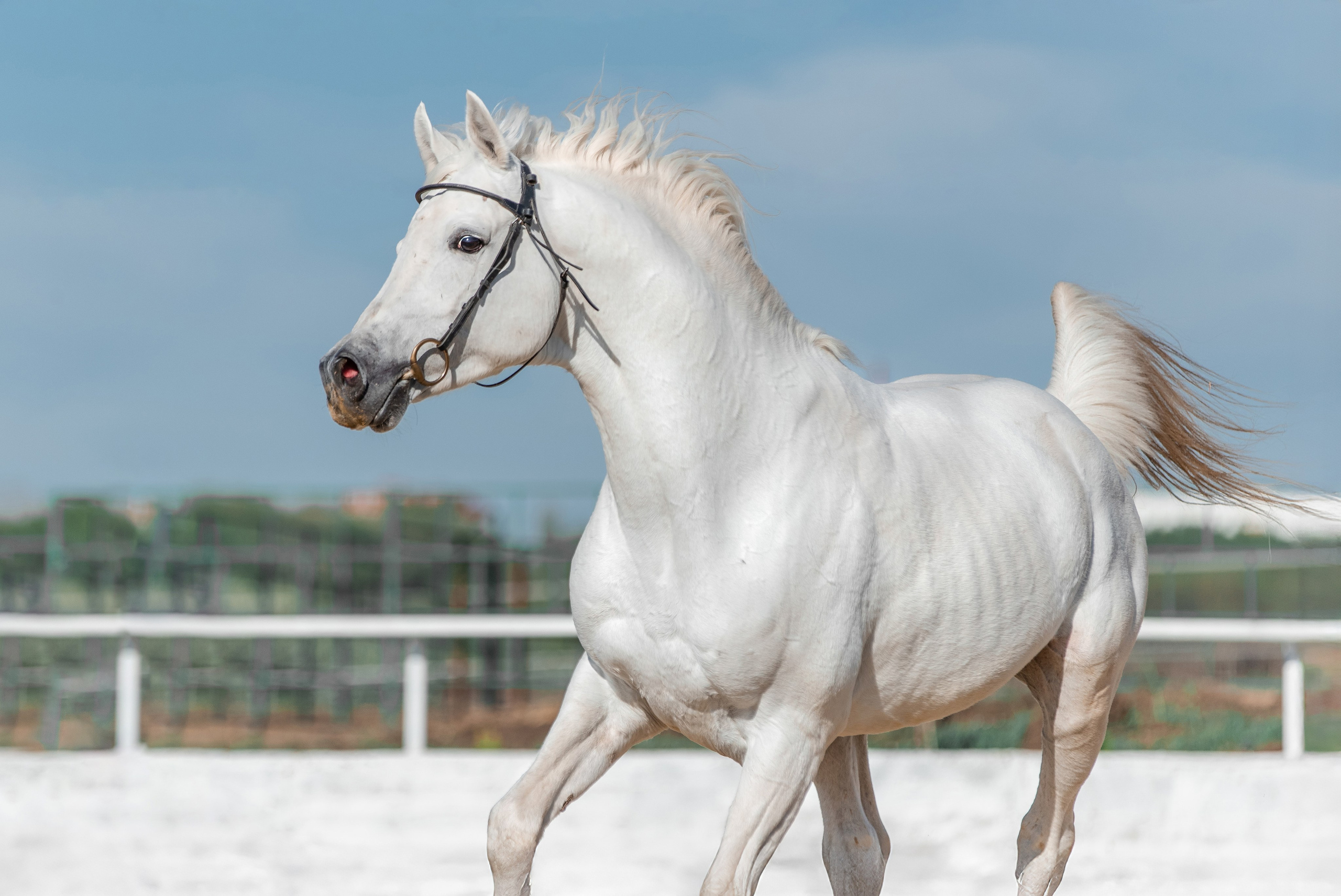 В движении. Фотограф-анималист Ксендзова Кристина
