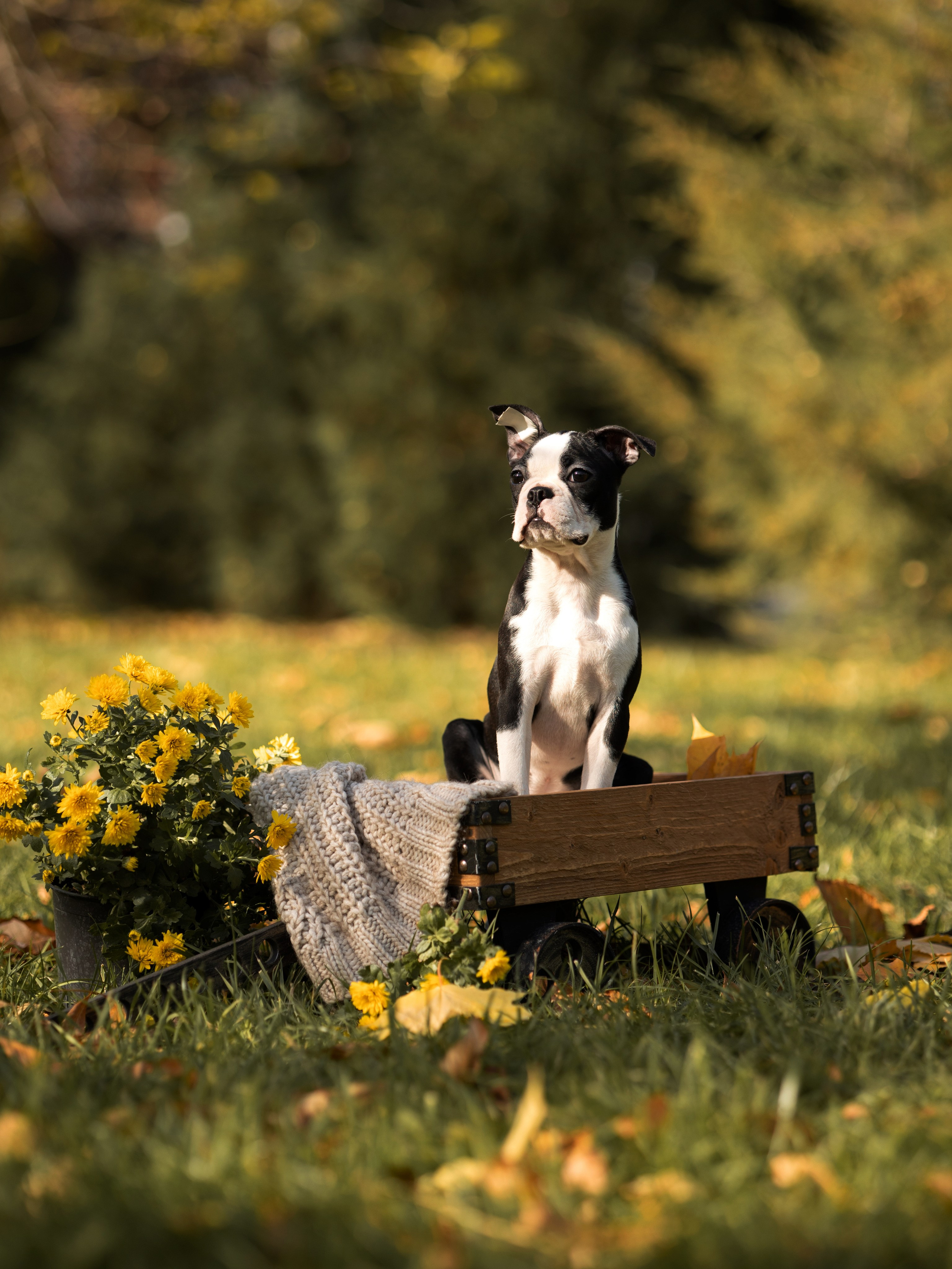 Щенки бостики. Главная