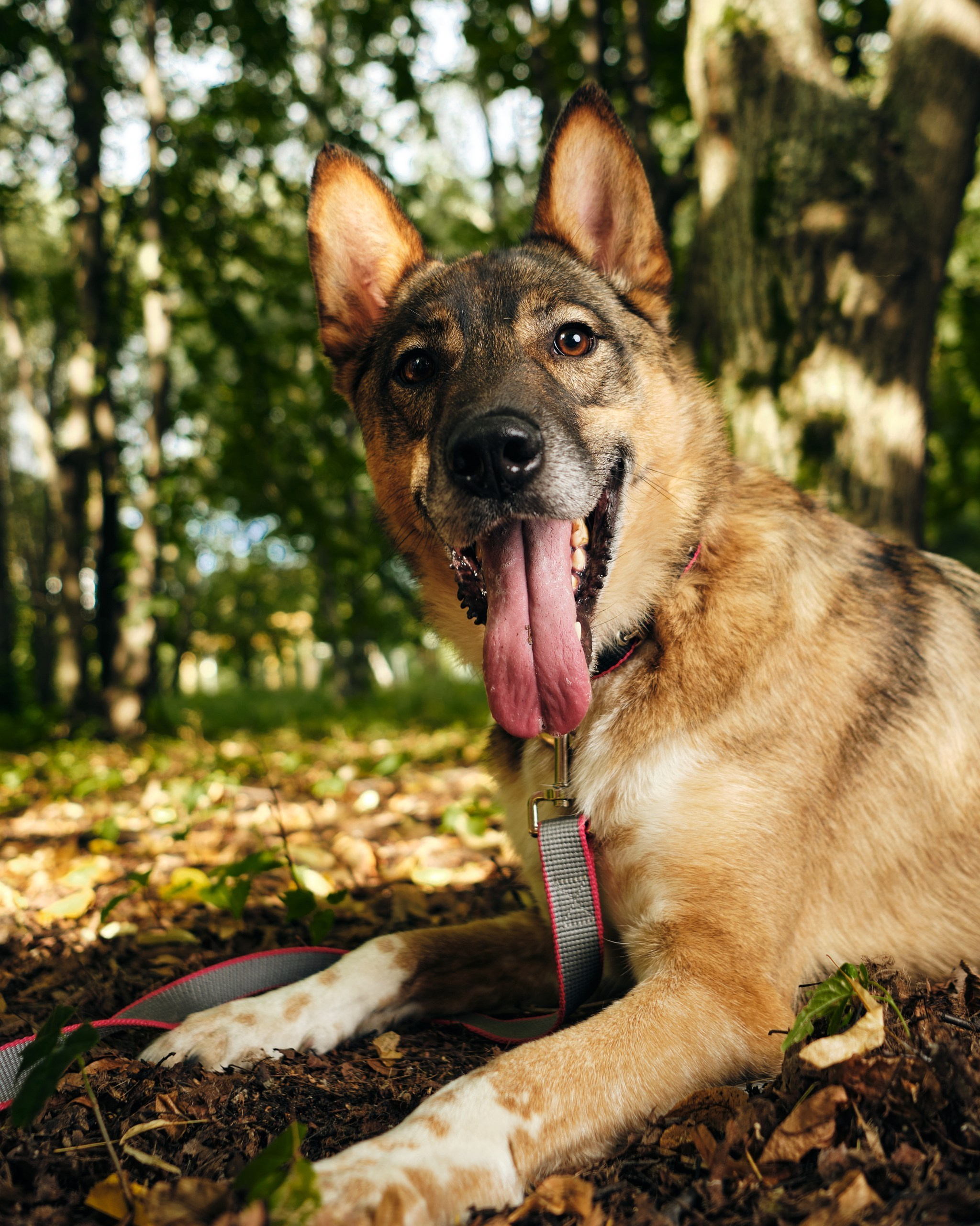 Фотосессия  для паши пса. Профессиональный фотограф в Москве — Максим Дьяконов
