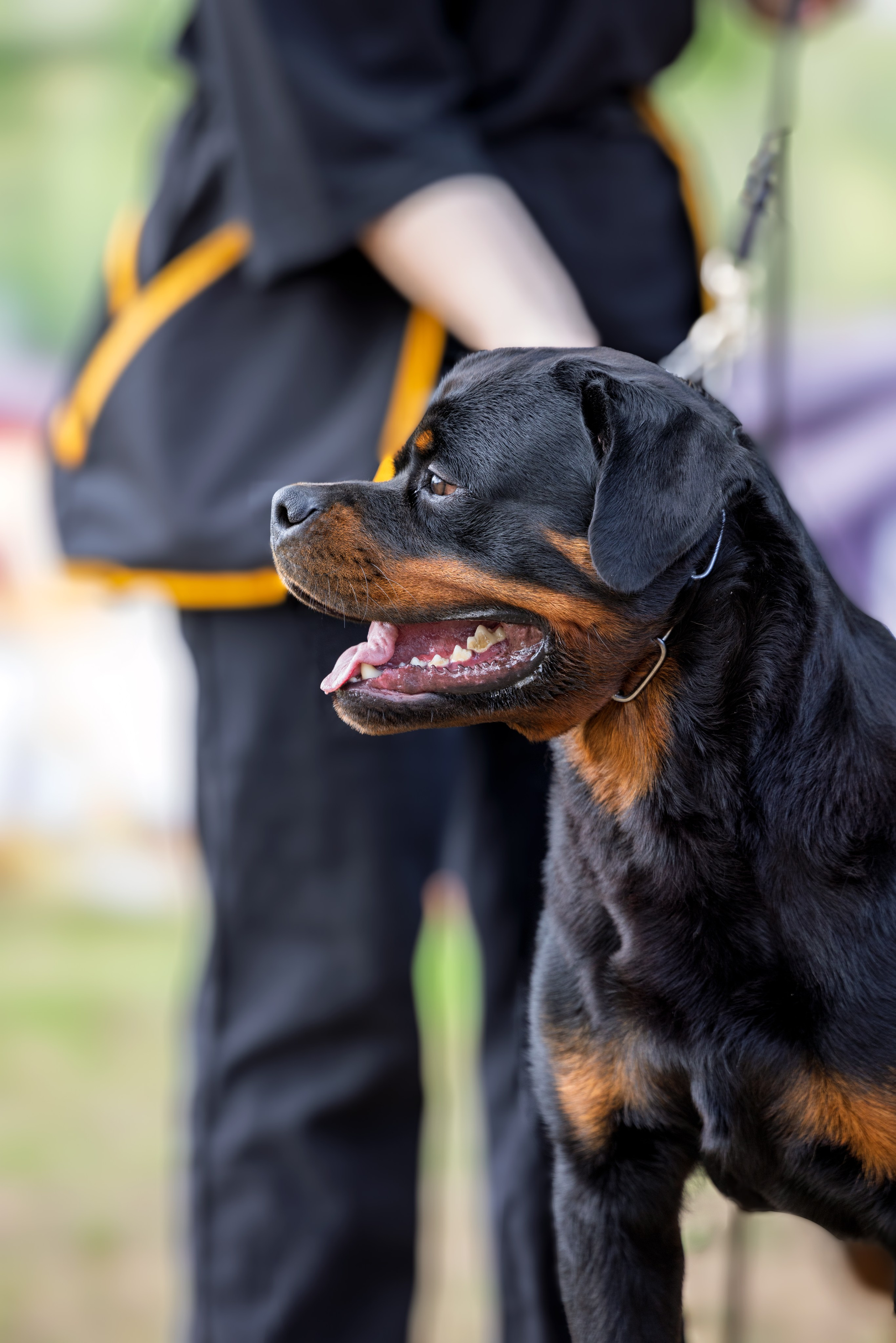Саратов моно ротвейлеров 26-27.04.2025. Фотограф-анималист Юлия Германика