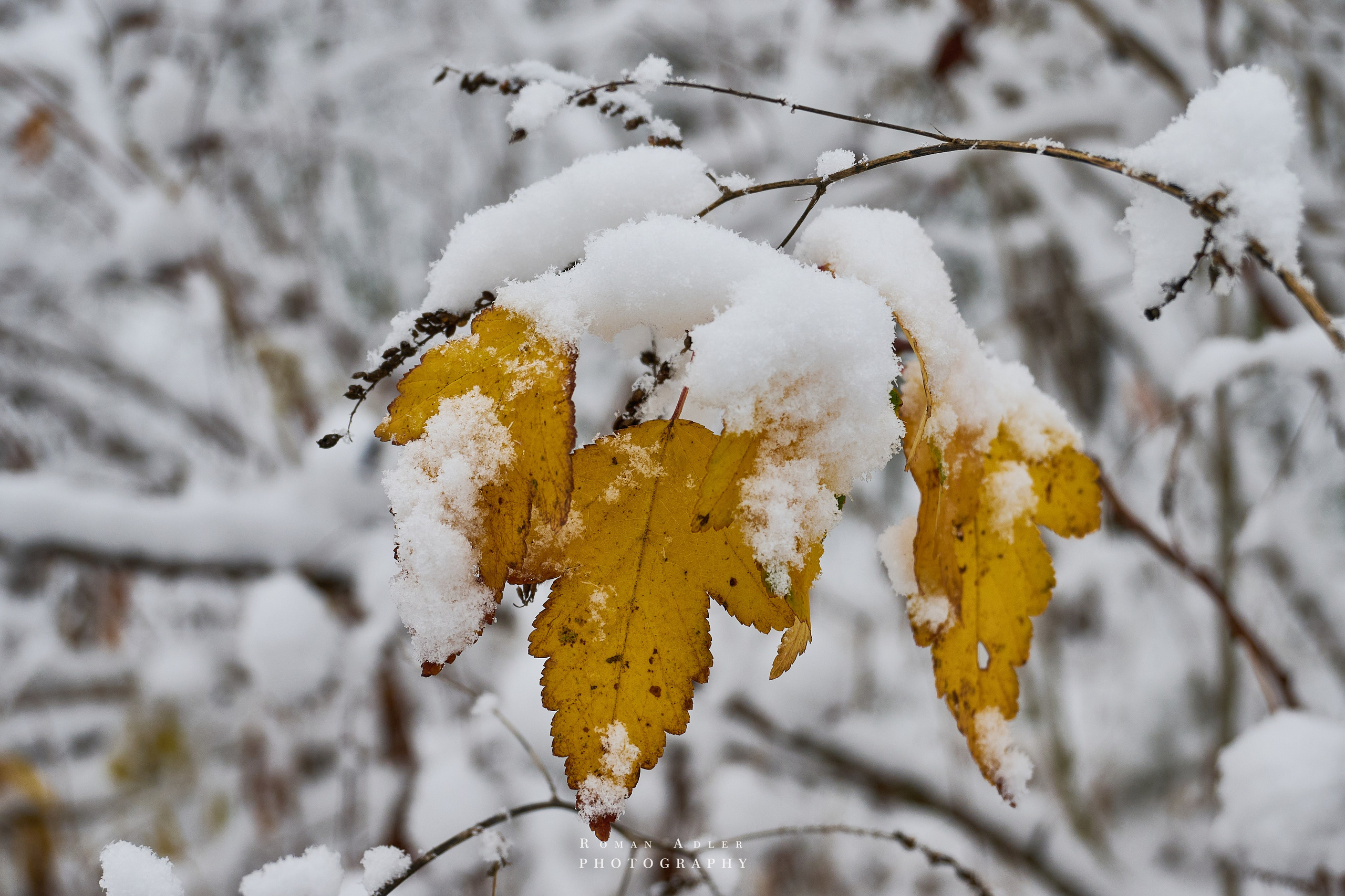 Первый снег. Снег на желтых листьях. Блог фотографа Романа Адлера