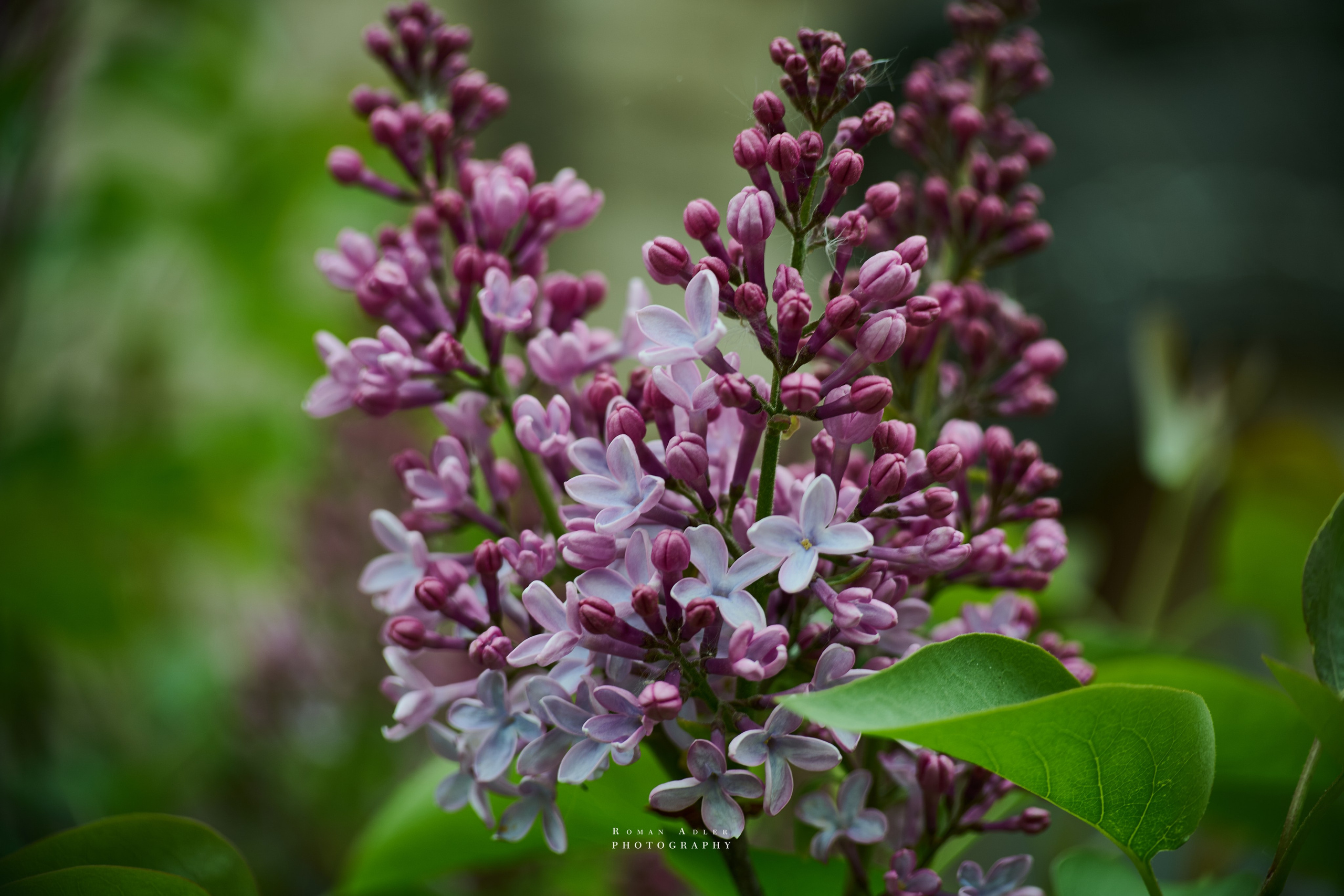 Фотографии сирени. Фото весенних цветов. Фотограф Роман Адлер