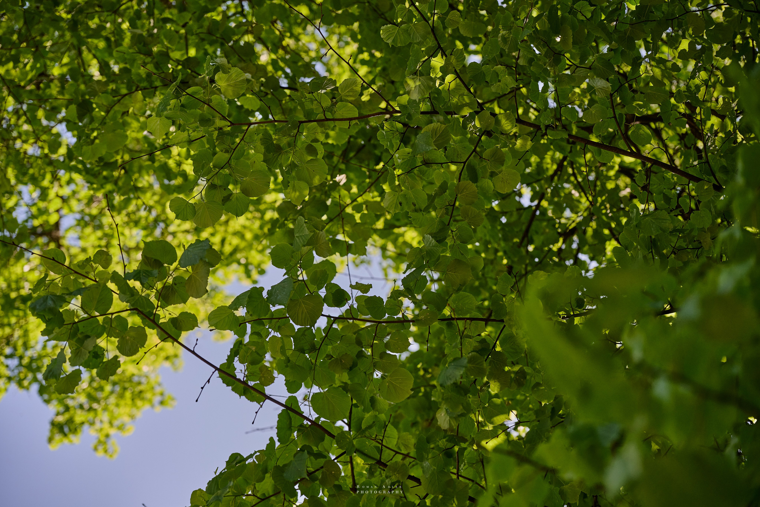 Обзорный фоторепортаж из Курска. Апрель–Май 2024. Фотограф Роман Адлер