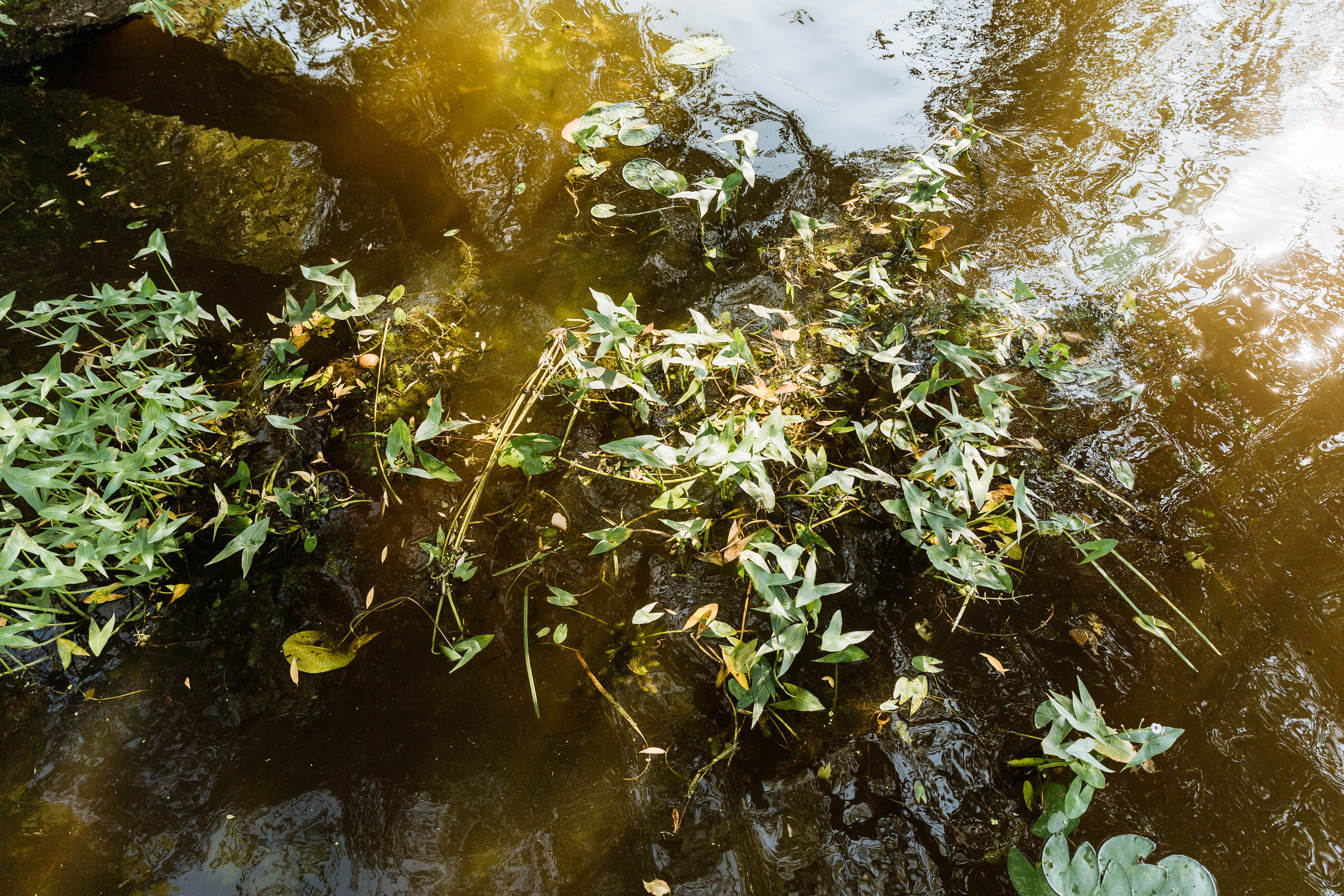 Дым, драйв, океан слез и море улыбок. Портфолио свадебного фотографа. Роман Каргаполов
