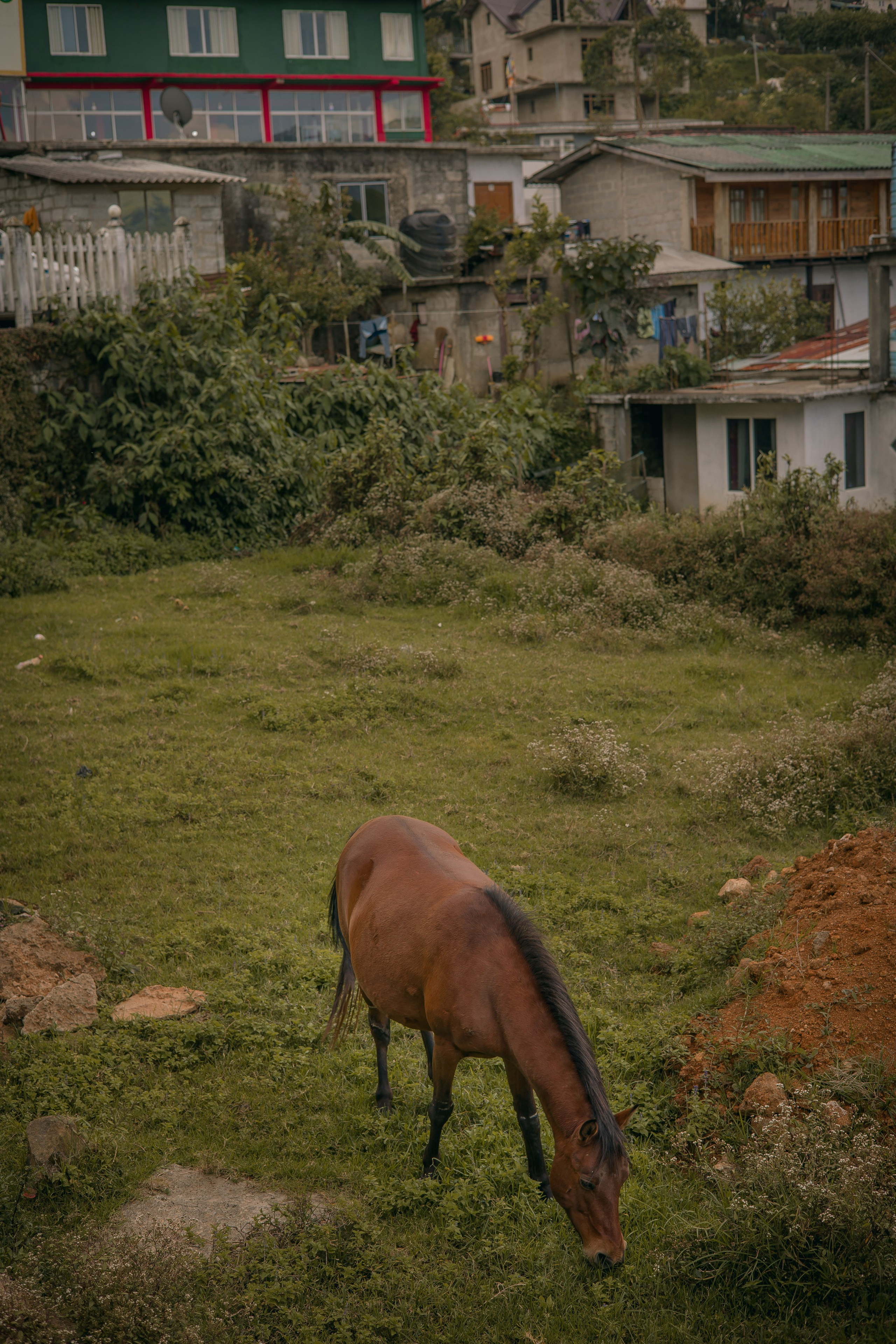 Sri Lanka, Nuwara Elia 2026. Art Photographer