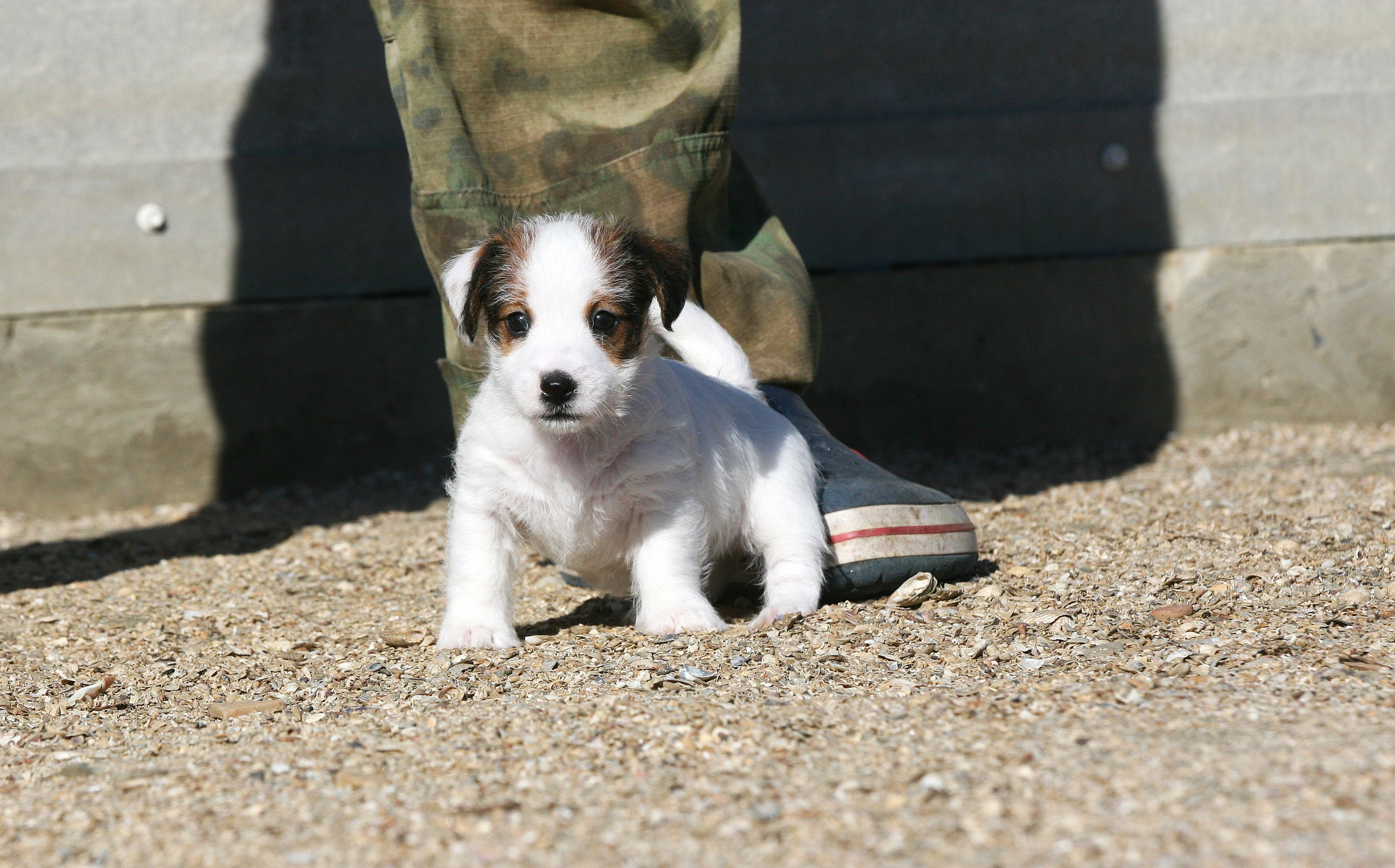 Female 1 brocken not available at this moment. Lovely-Orange питомник джек рассел терьеров