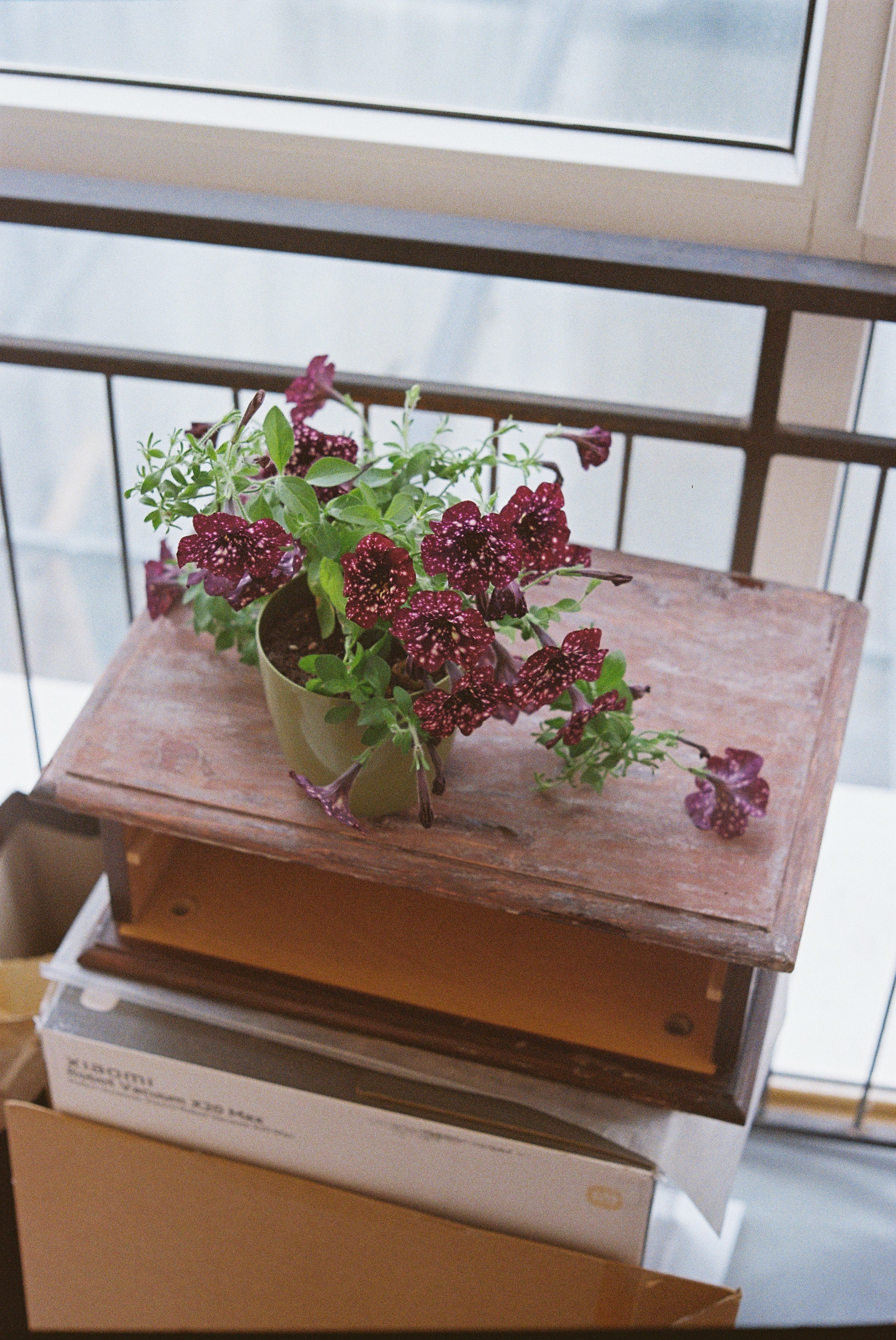 Blog. Aliaksandra Svirelina