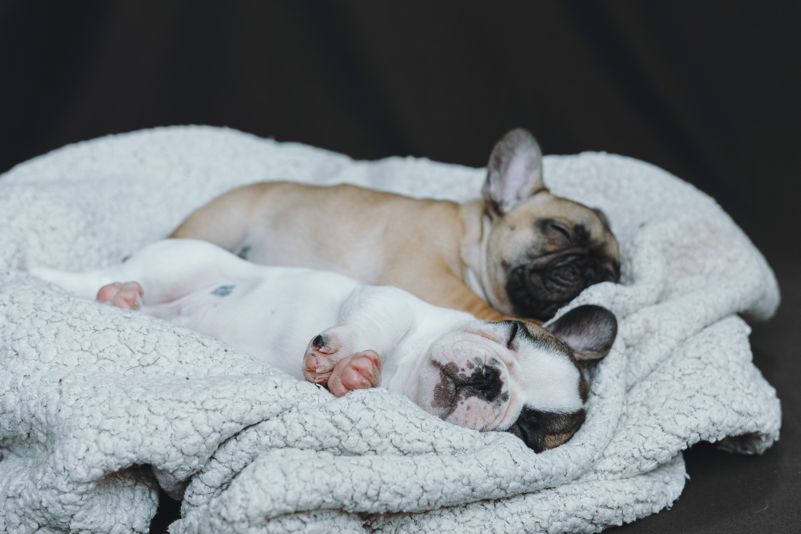 Щеночки. Фотограф — анималист Владивосток, Алина