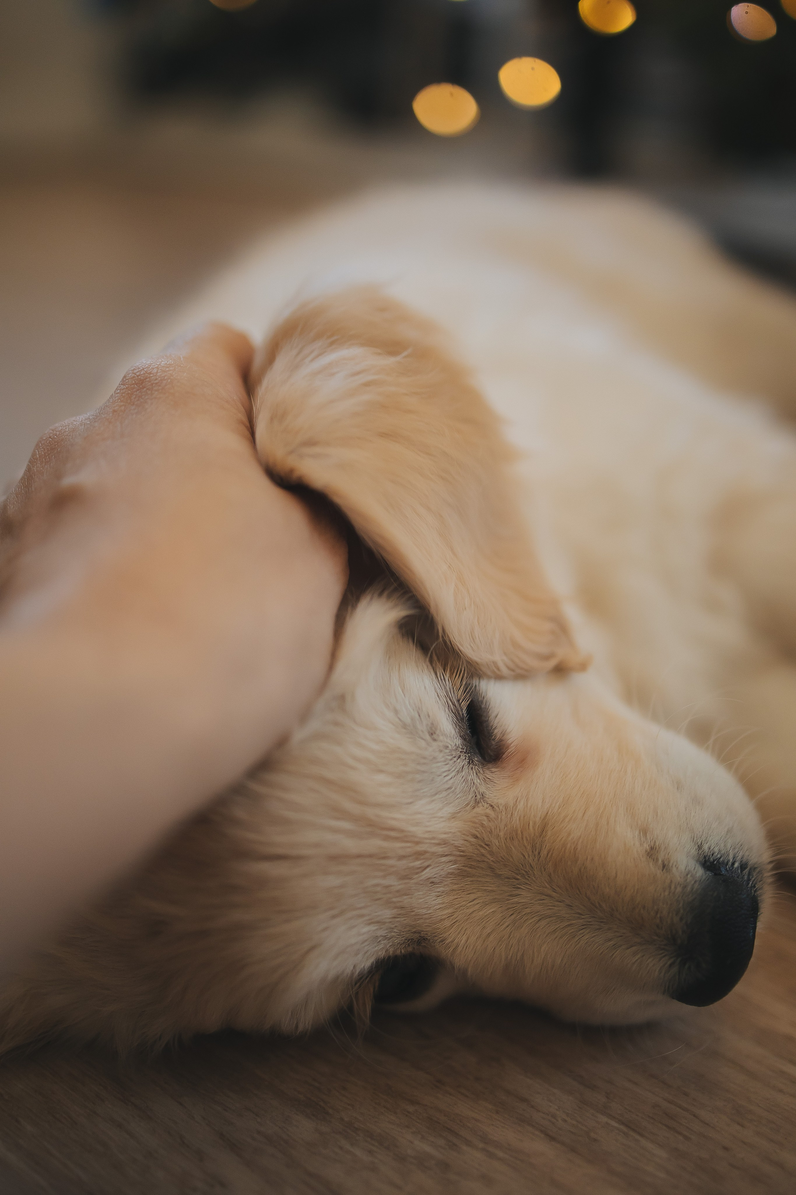 Снежик и Веста, НГ. Свадебный и женский фотограф