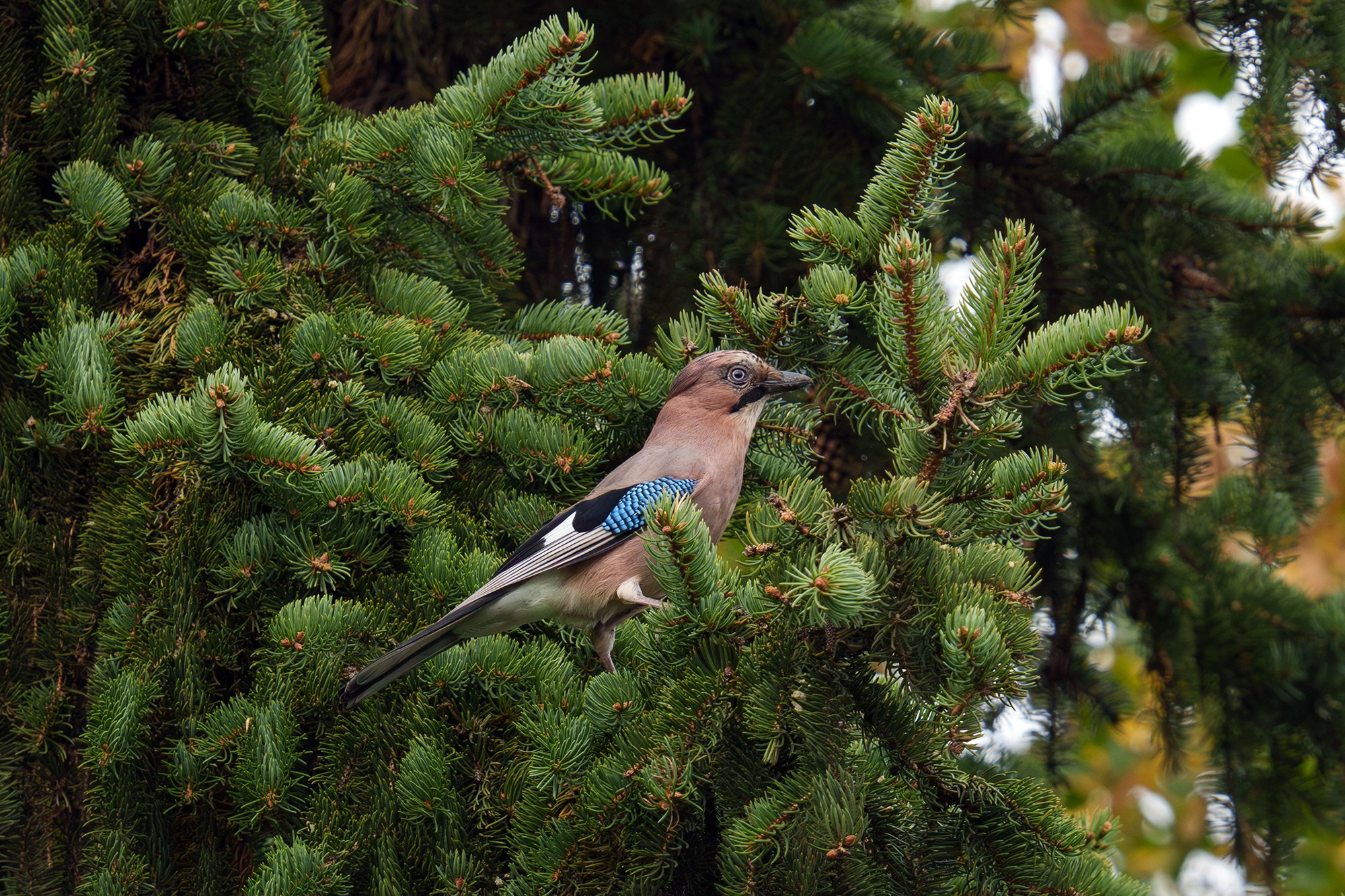 Удивительные мир птиц. Вокруг нас столько прекрасного — присмотритесь!. Ваш личный фотограф Марина Волкова