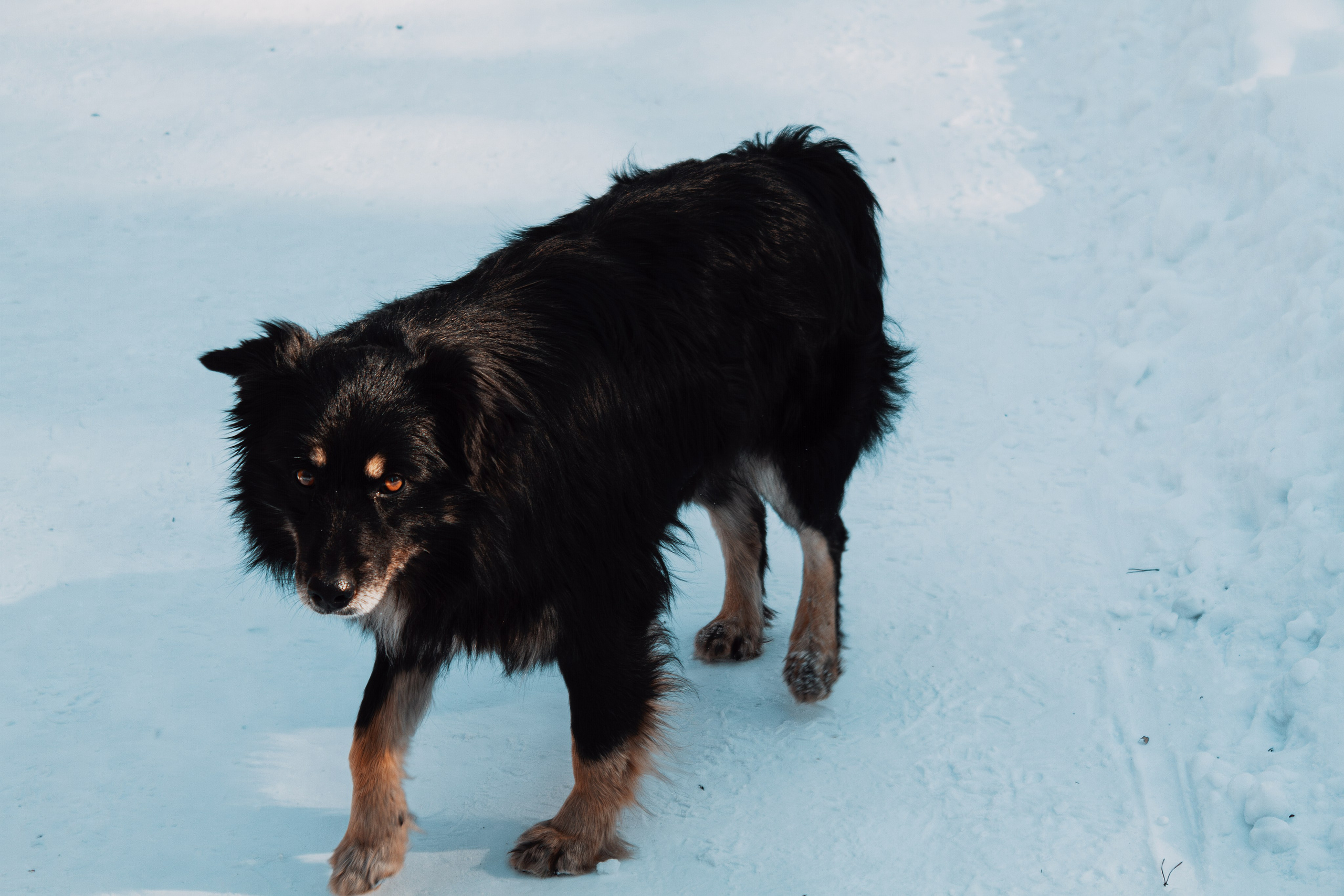 Животные. Фотограф в Новокузнецке