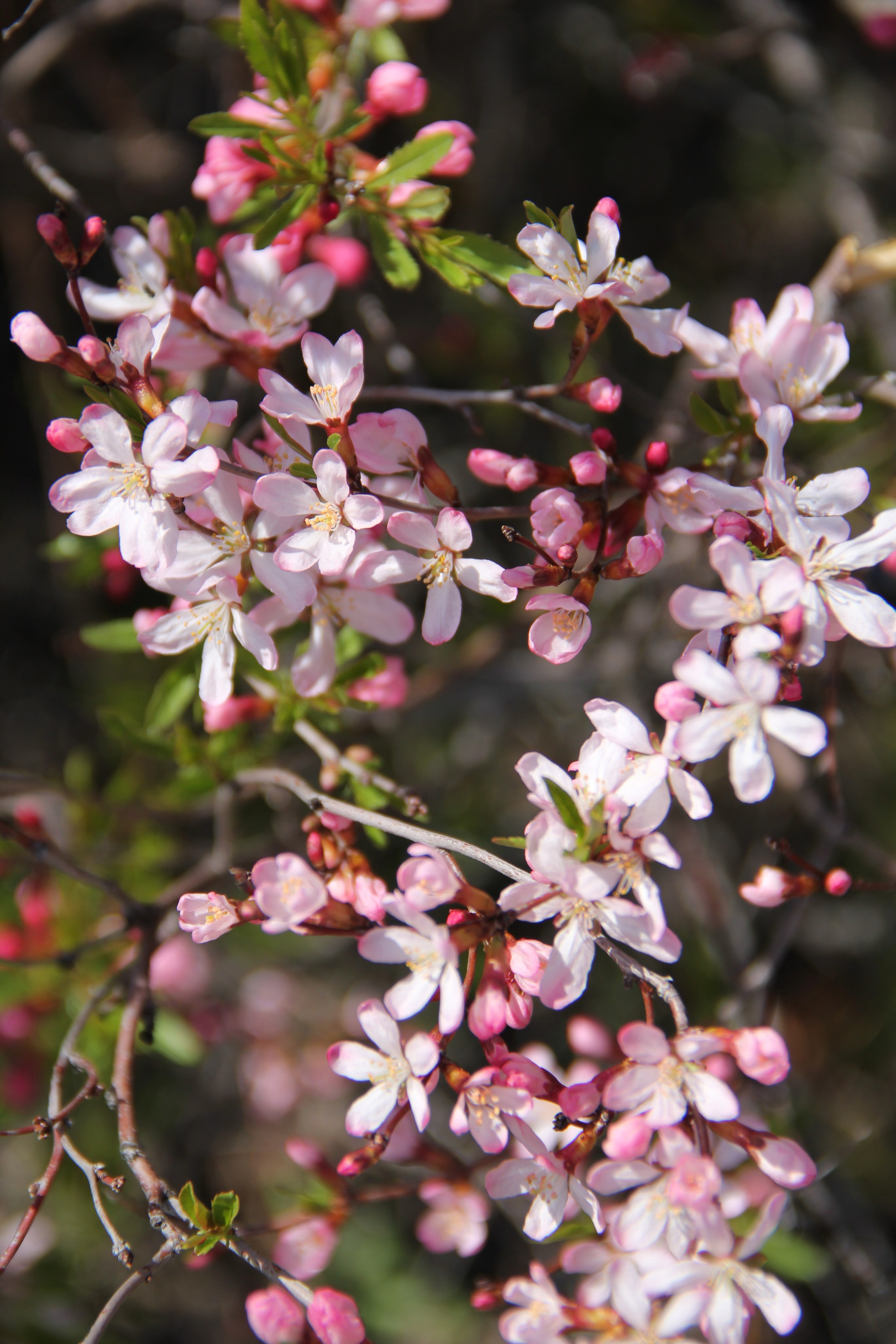 Весна. Ваш фотограф Северск | Томск
