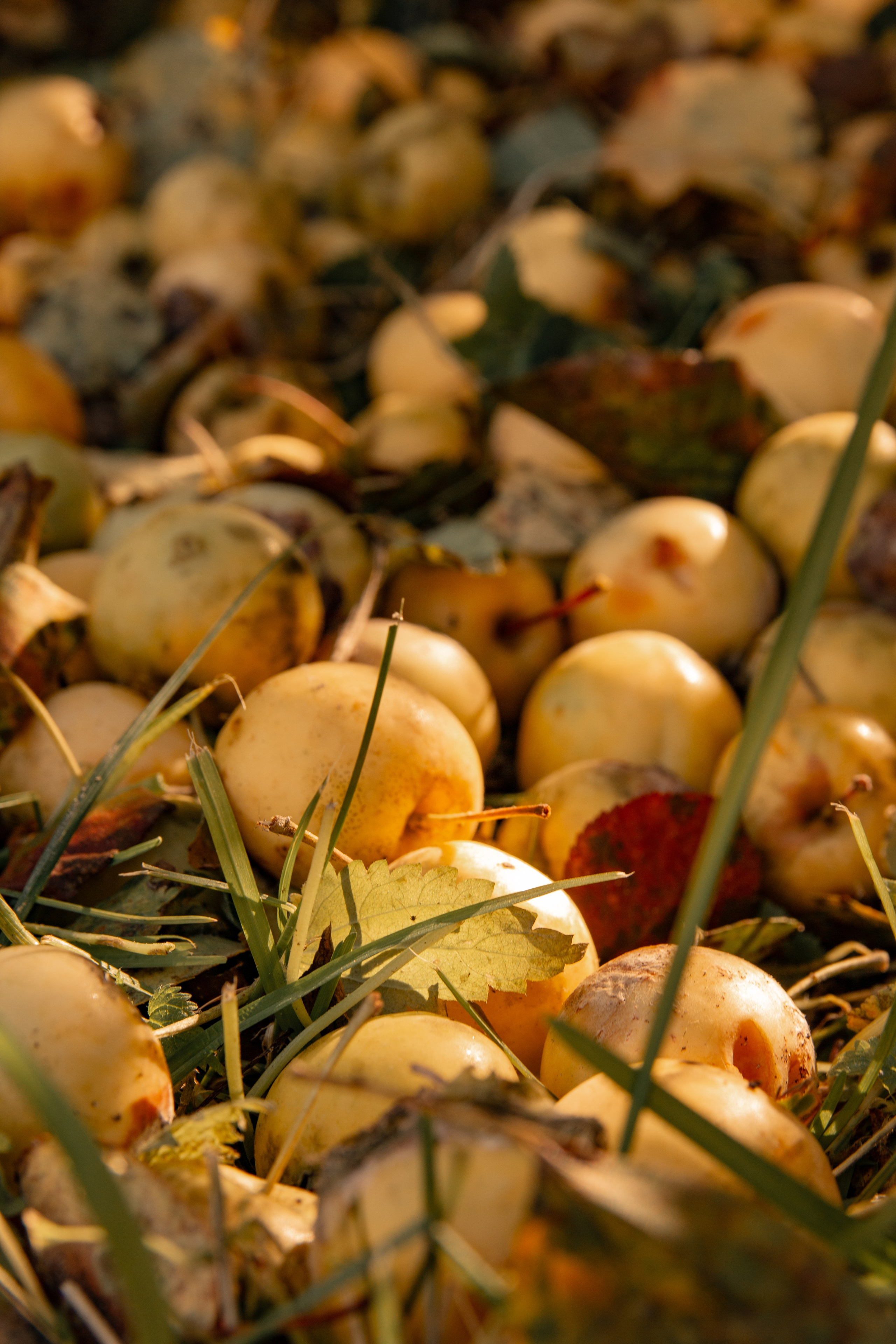 Пища для глаз. Ваш фотограф Северск | Томск