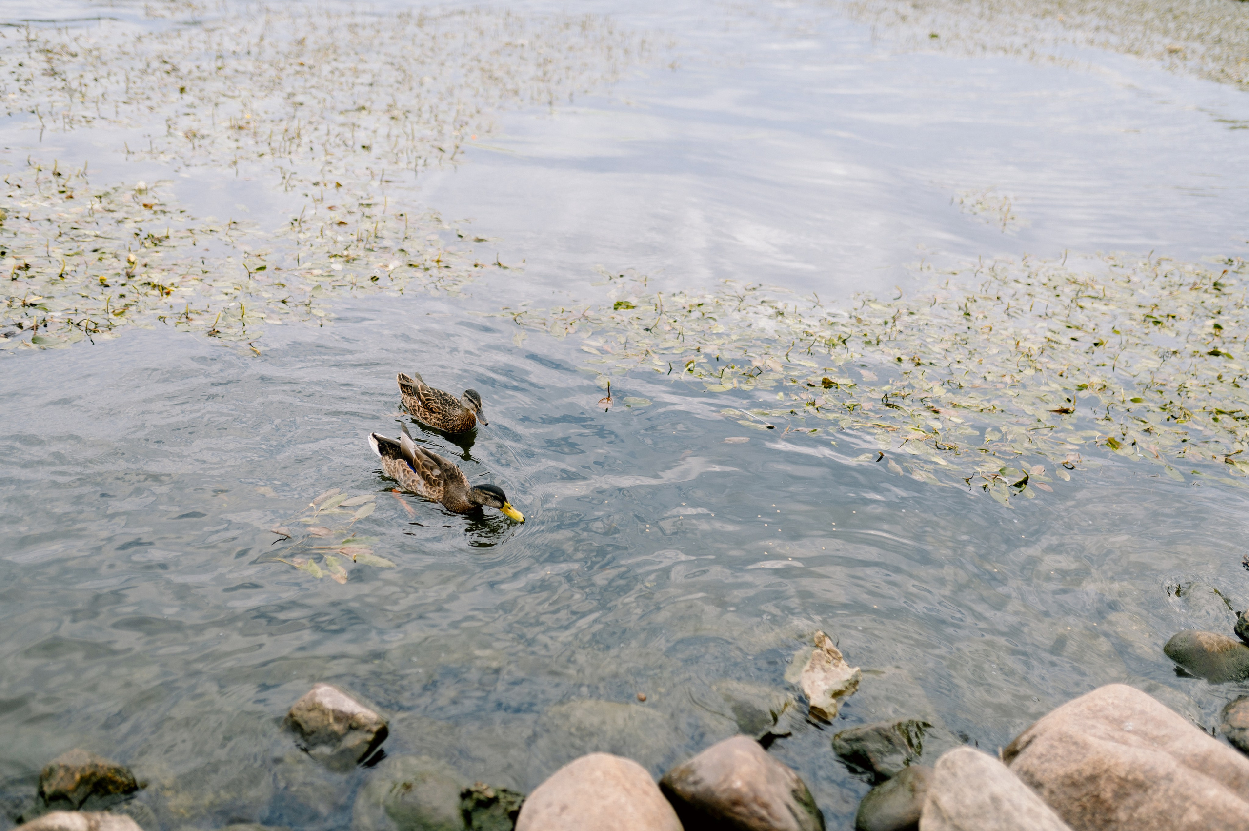 С АРОМАТОМ СКОШЕННОЙ ТРАВЫ. Шашкова Вероника / Свадебный и семейный фотограф Москва и Ярославль