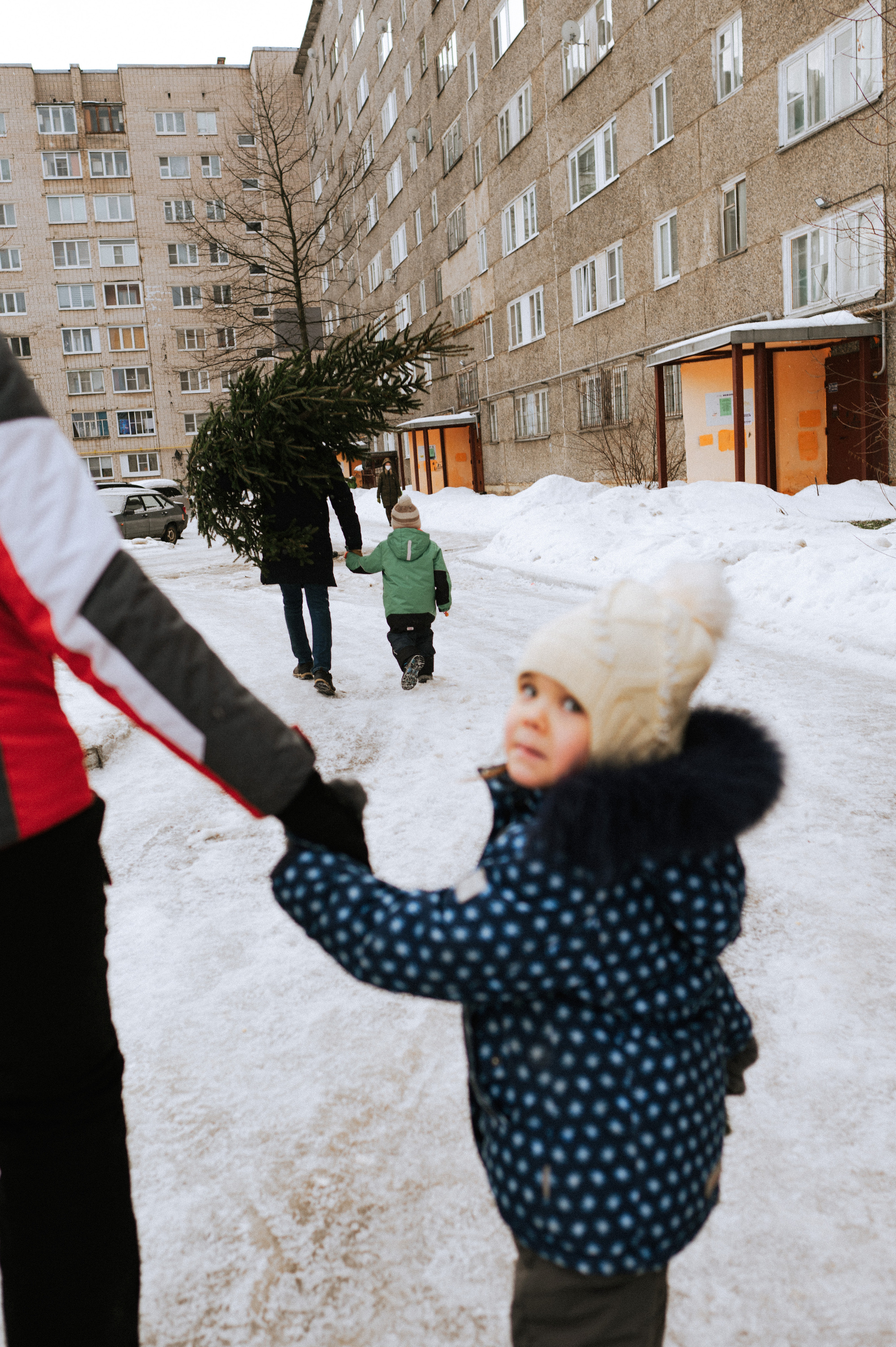 Живая елка. Фотограф Параничева Ольга Череповец