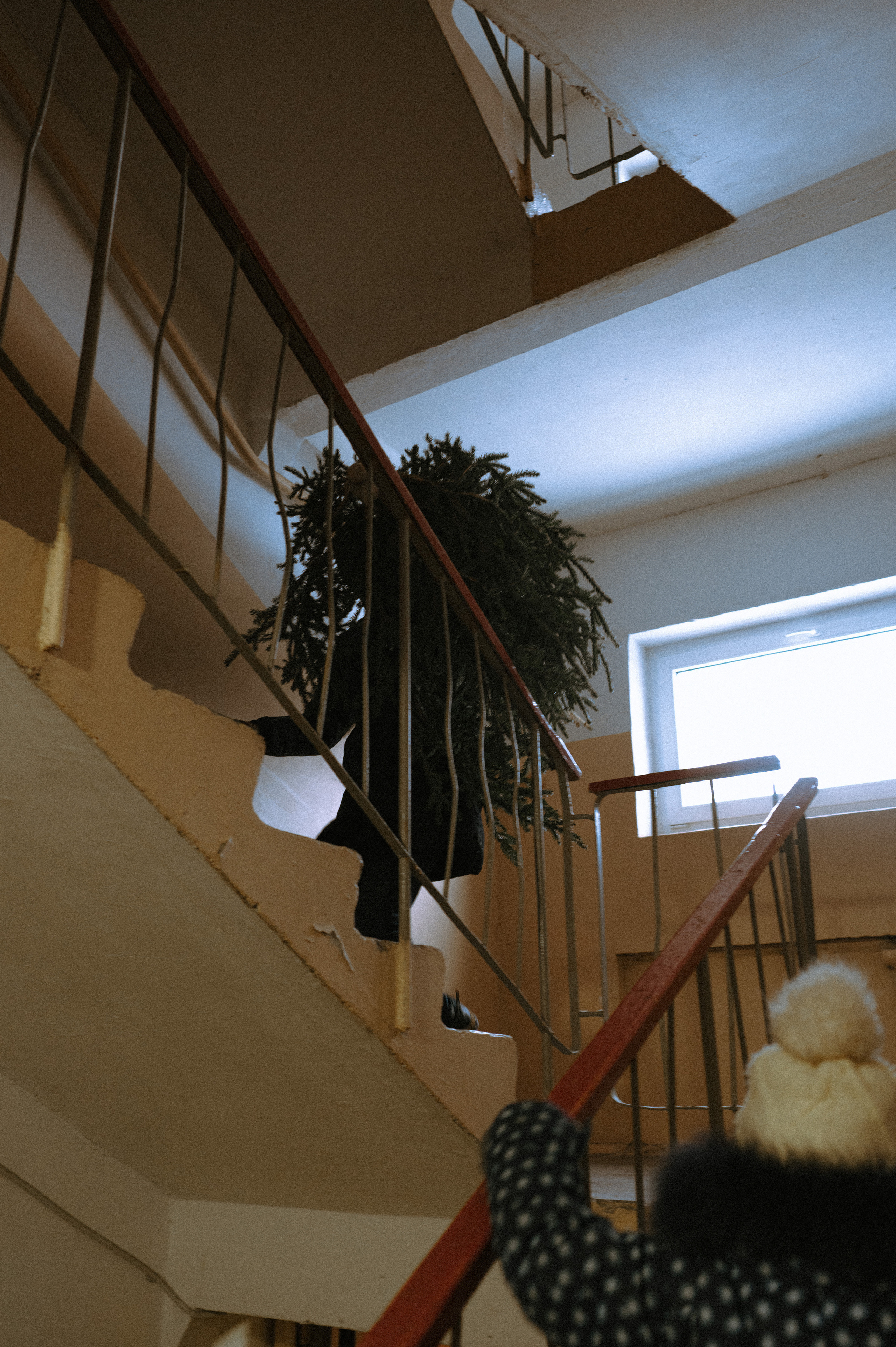 Живая елка. Фотограф Параничева Ольга Череповец