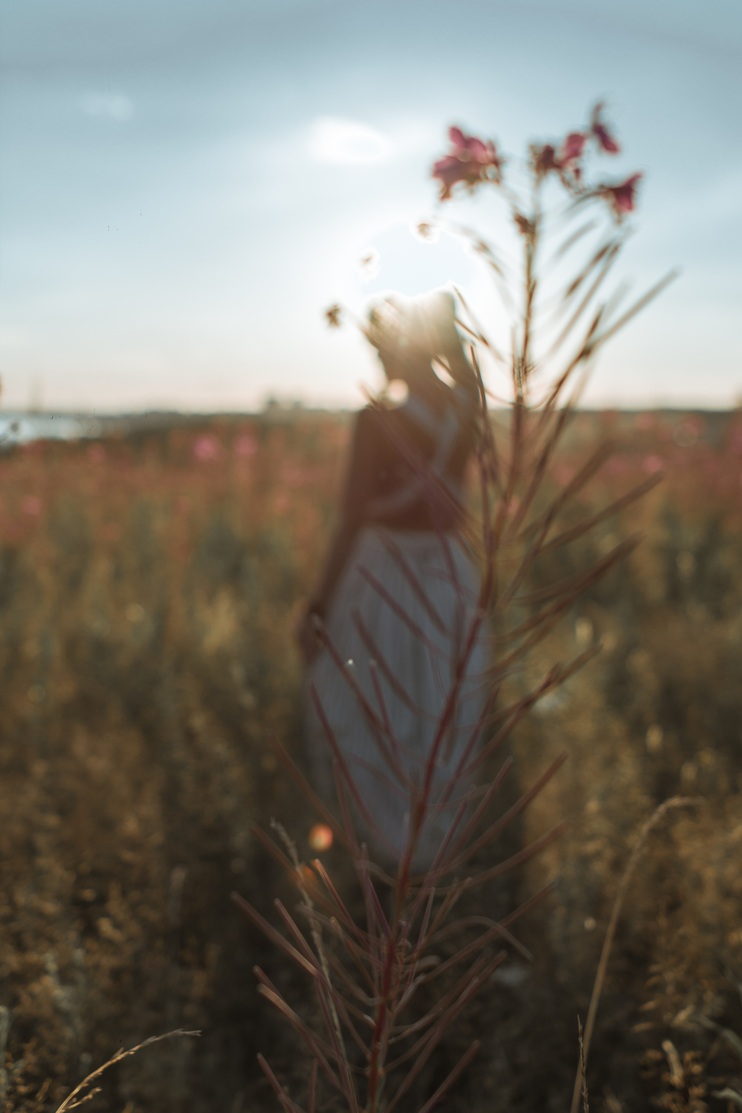 Поле цветов. Фотограф Параничева Ольга Череповец