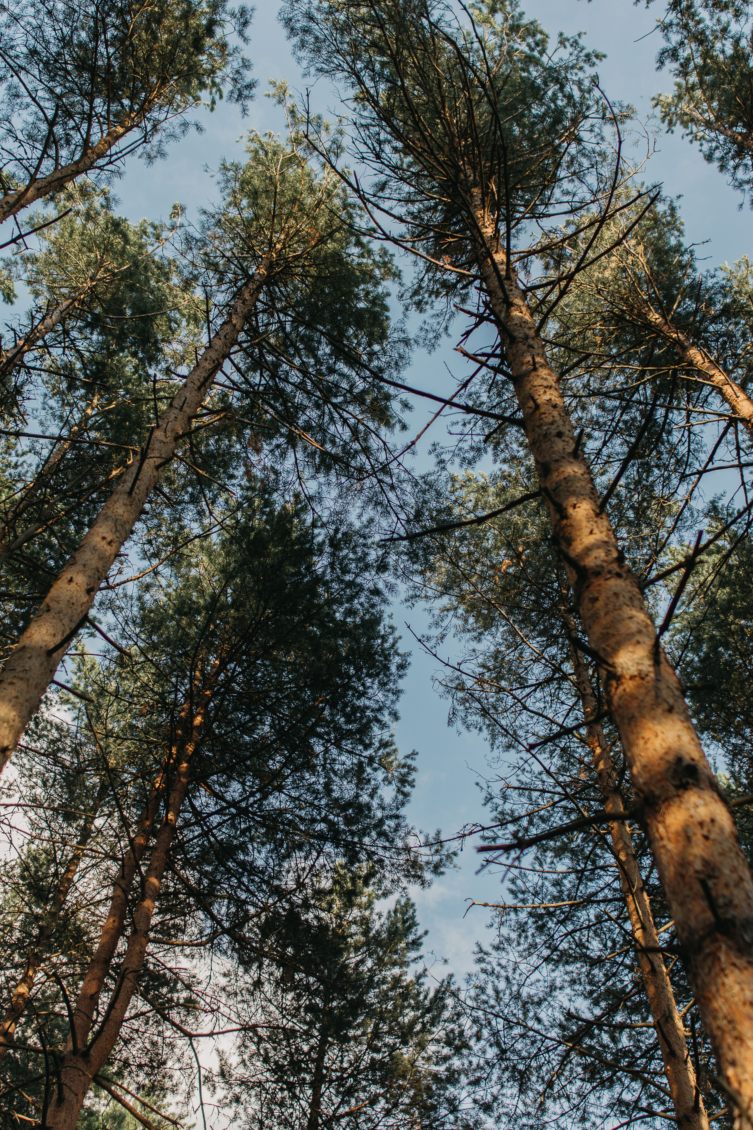 По сосновым иголкам…. Фотограф Параничева Ольга Череповец