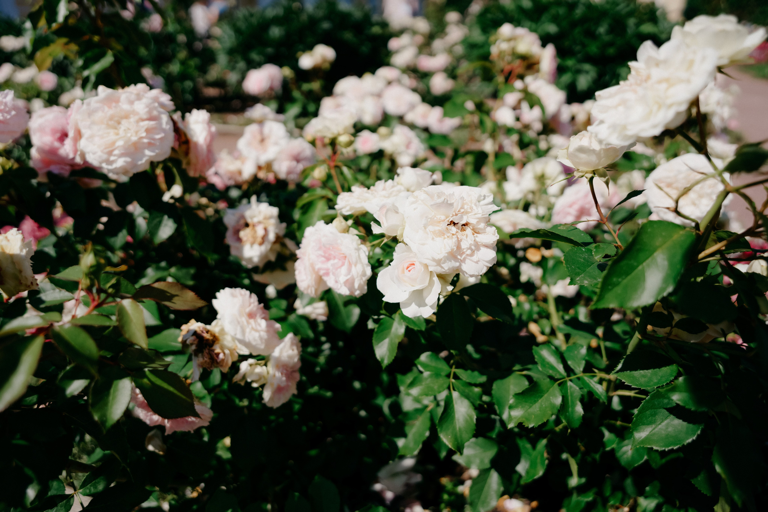 Фестиваль роз. Фотограф в Москве Дмитрий Рогов