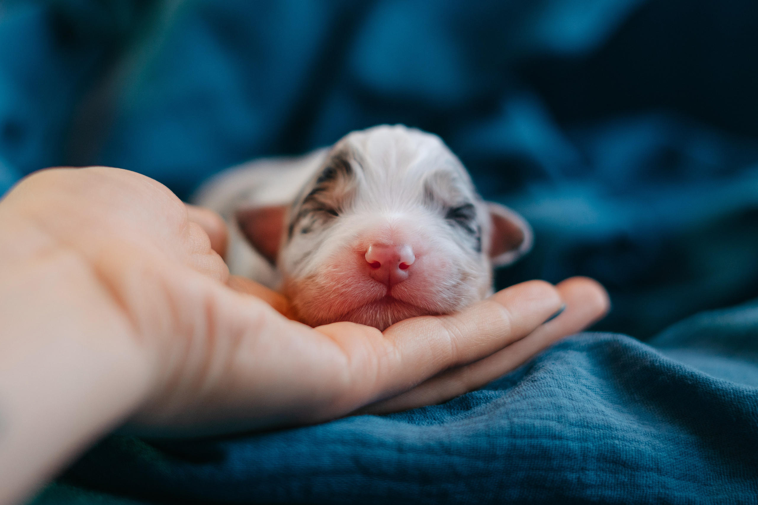 Аусси. Фотограф анималист Осипчикова Мария