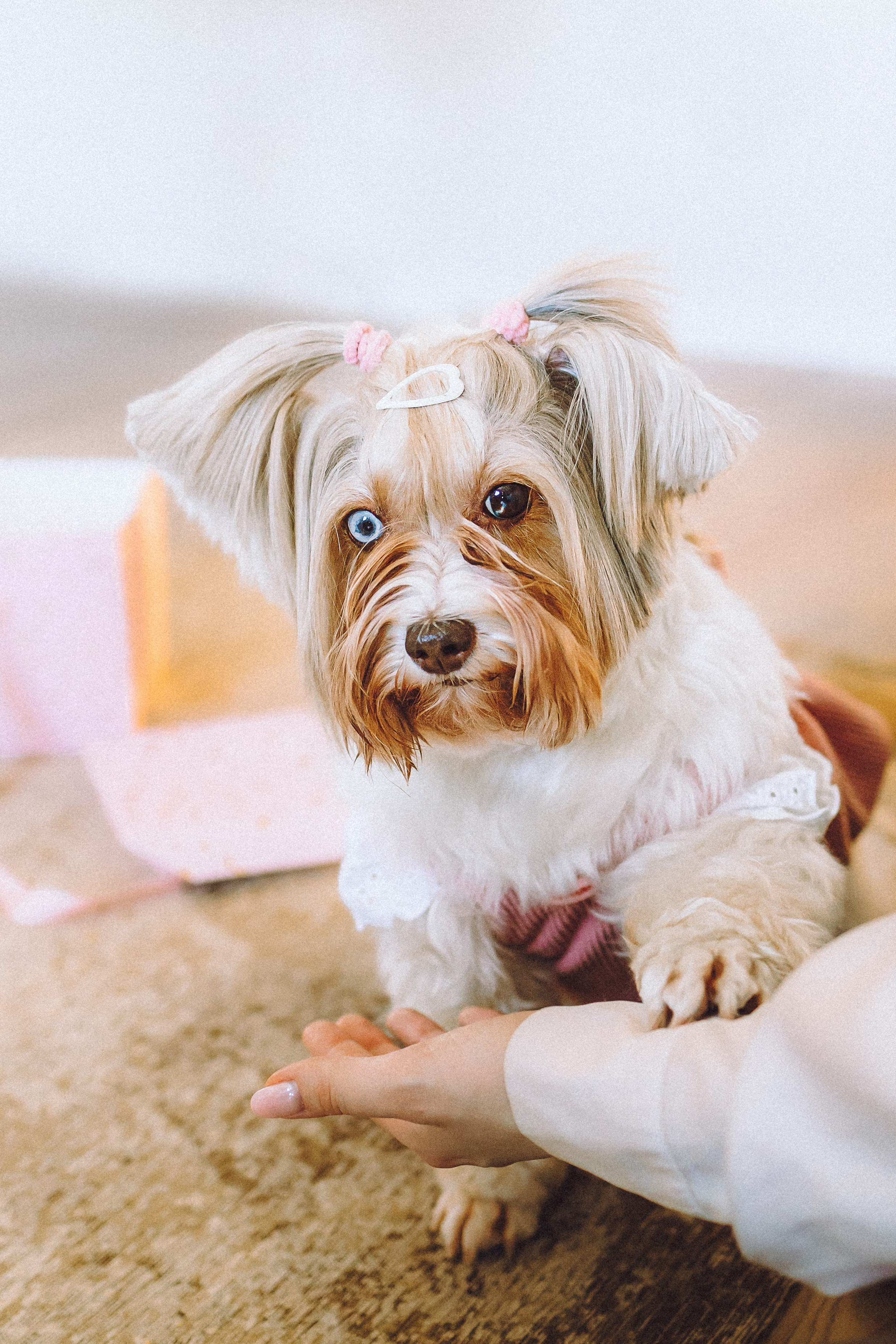 День Рождения Шу