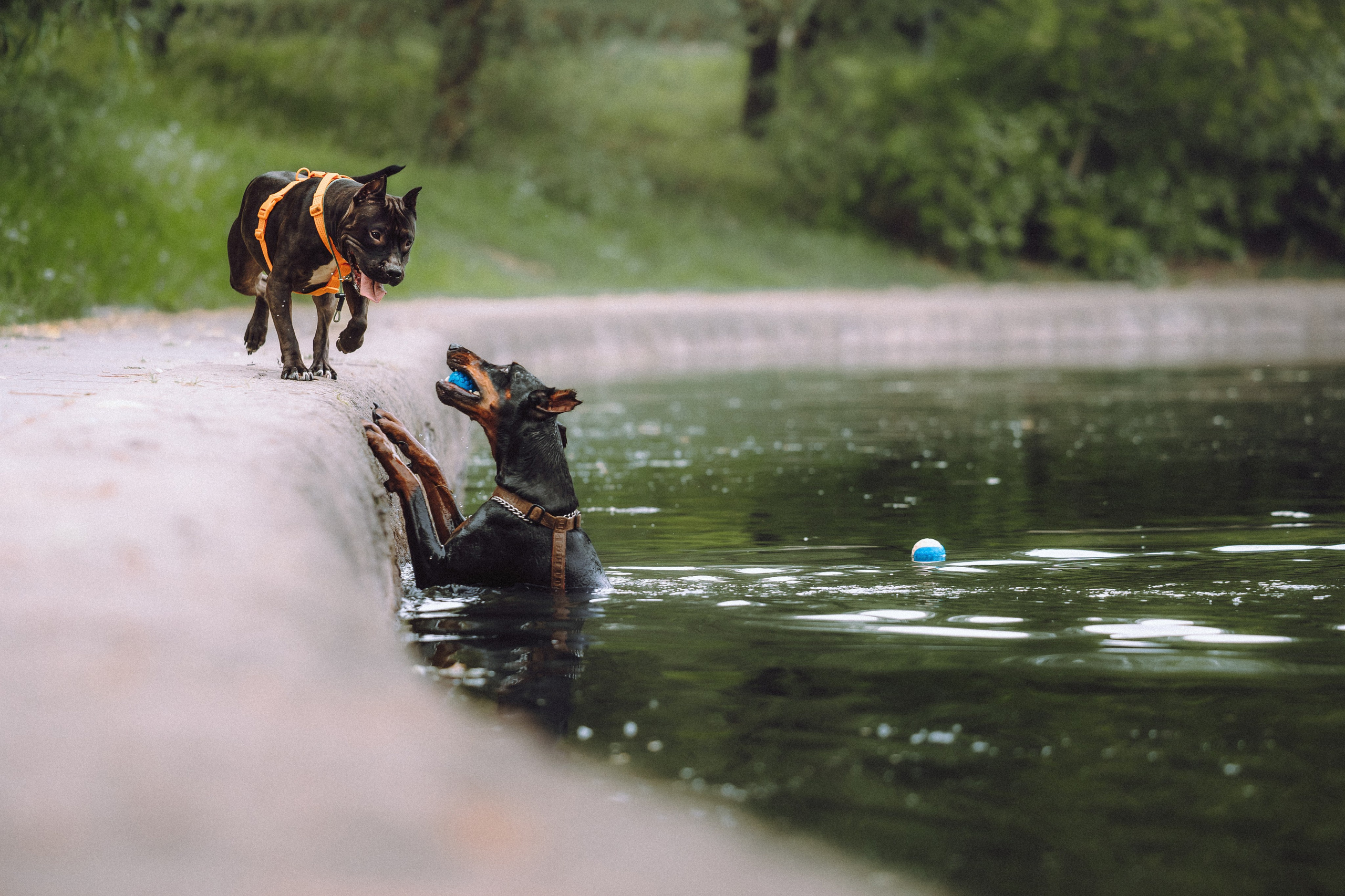 Паша, Хайди и Тея