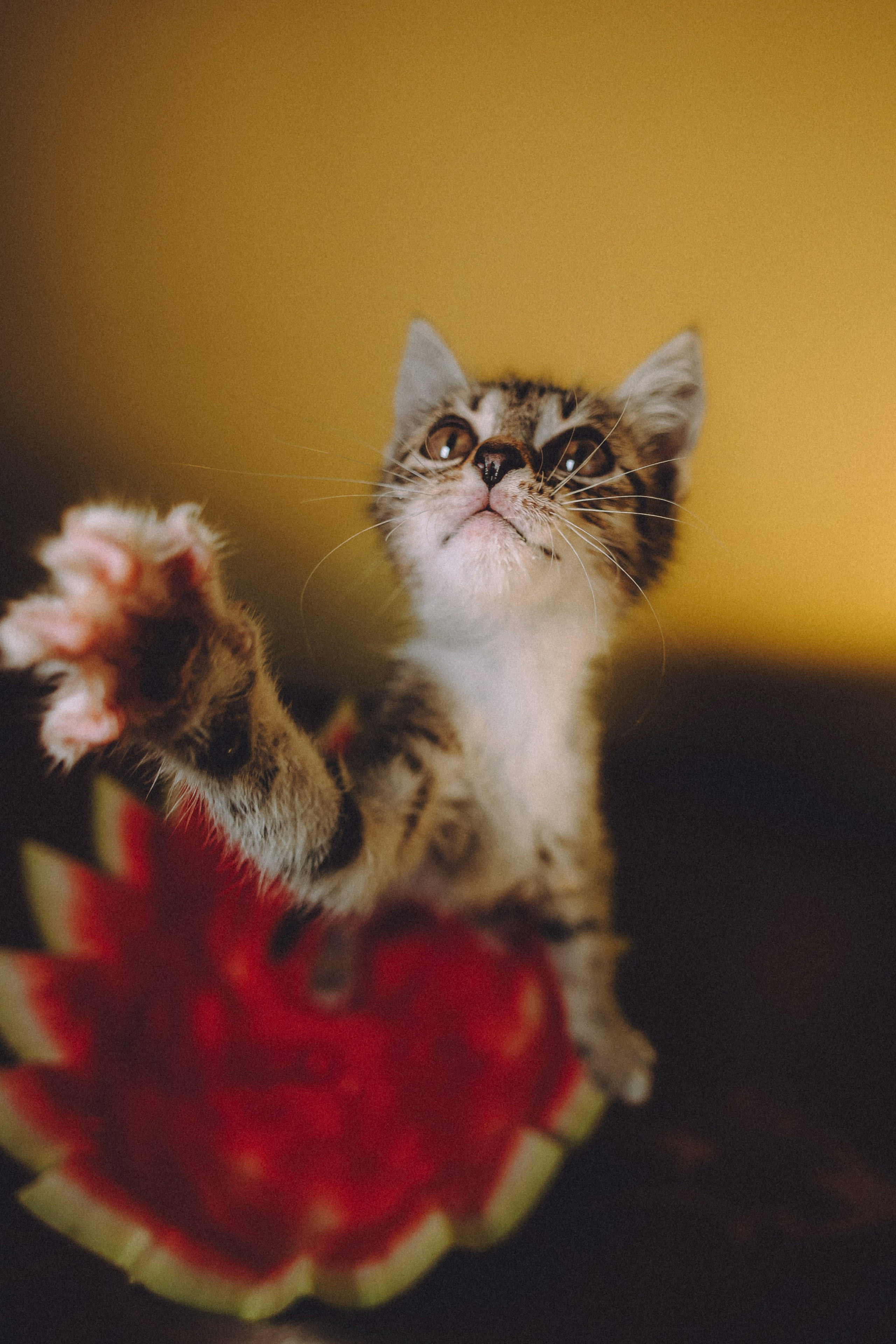 Сирена и арбуз