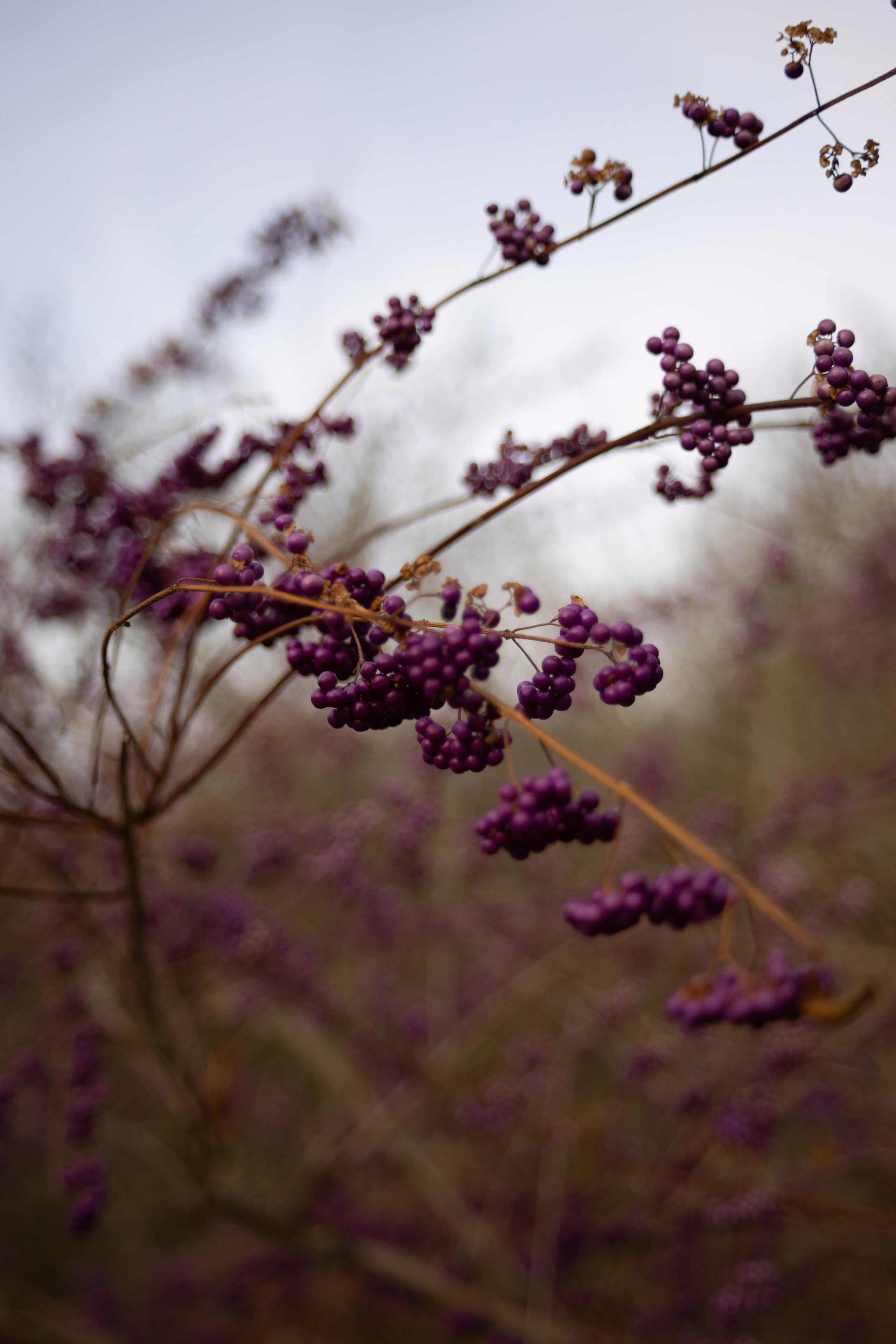 Tea exhibition, Prague. Magic photos
