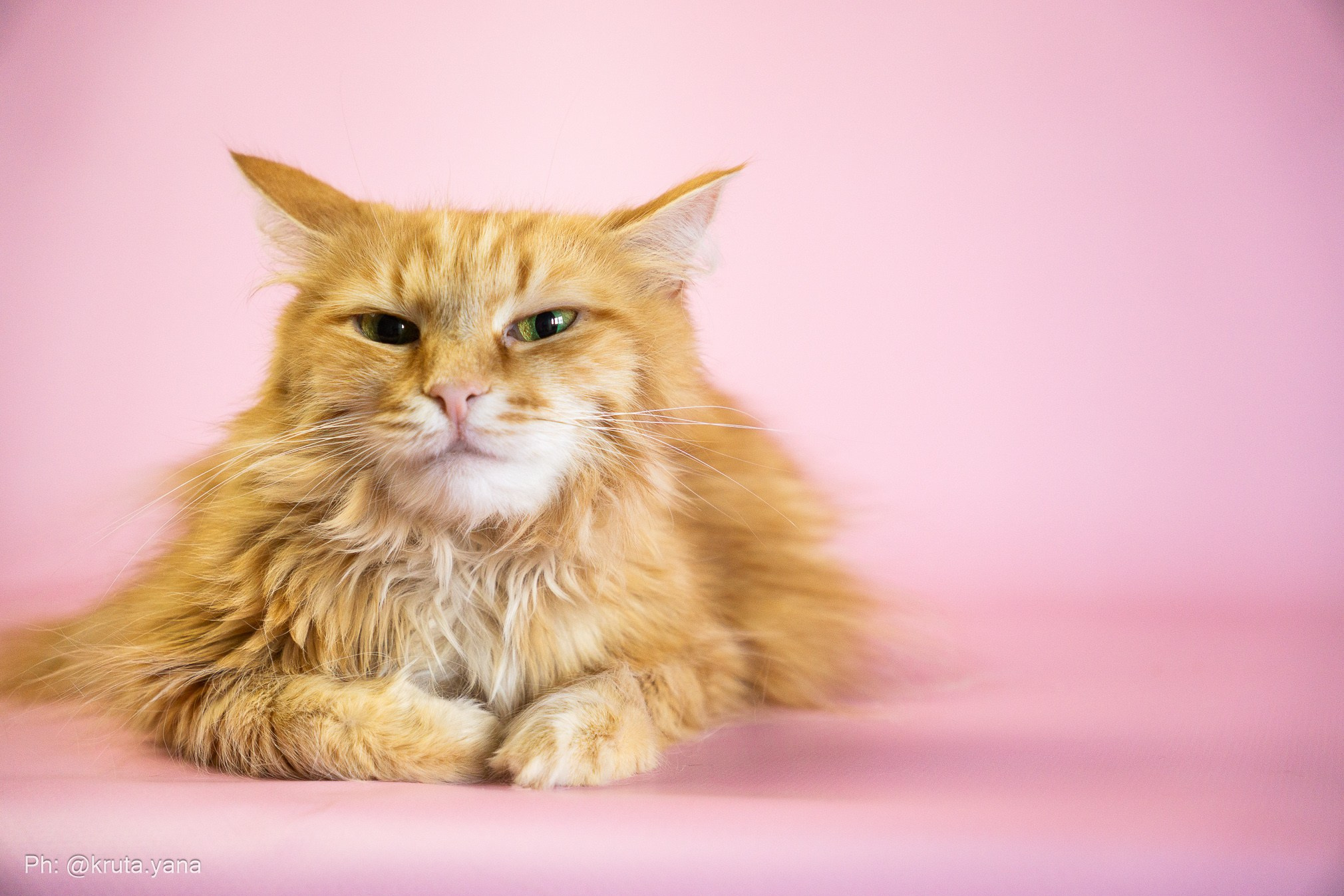 Whiskers cat shelter. Фотограф в Екатеринбурге Яна Круташова