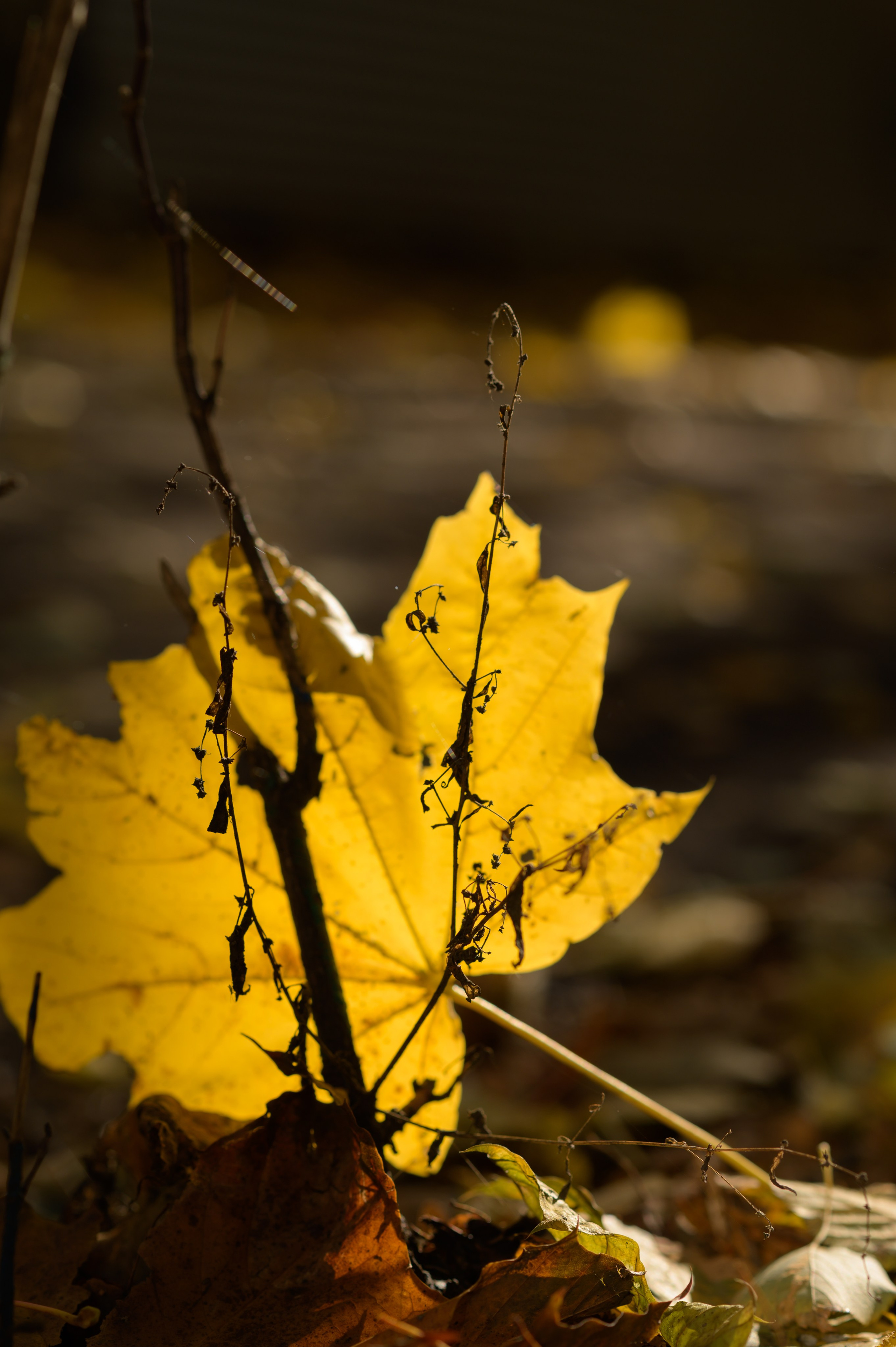 Осенние листья. Анна Боровикова, фотограф Пушкино