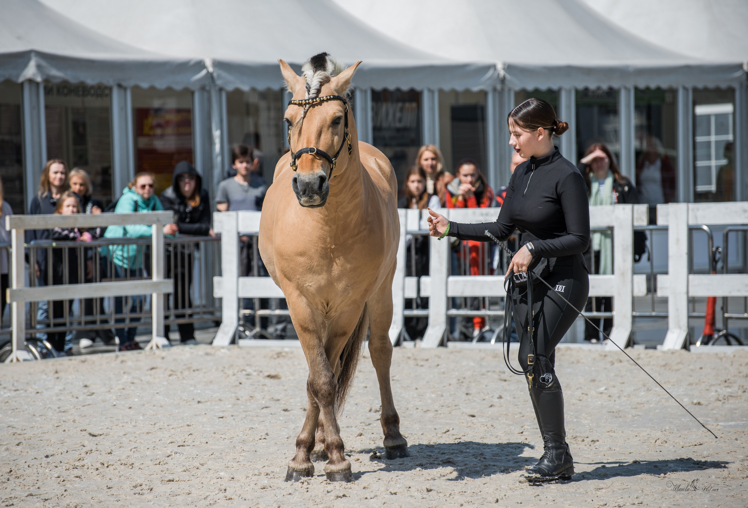 Эквирос, Москва. Конный фотограф в Саратове Юлия Иванова