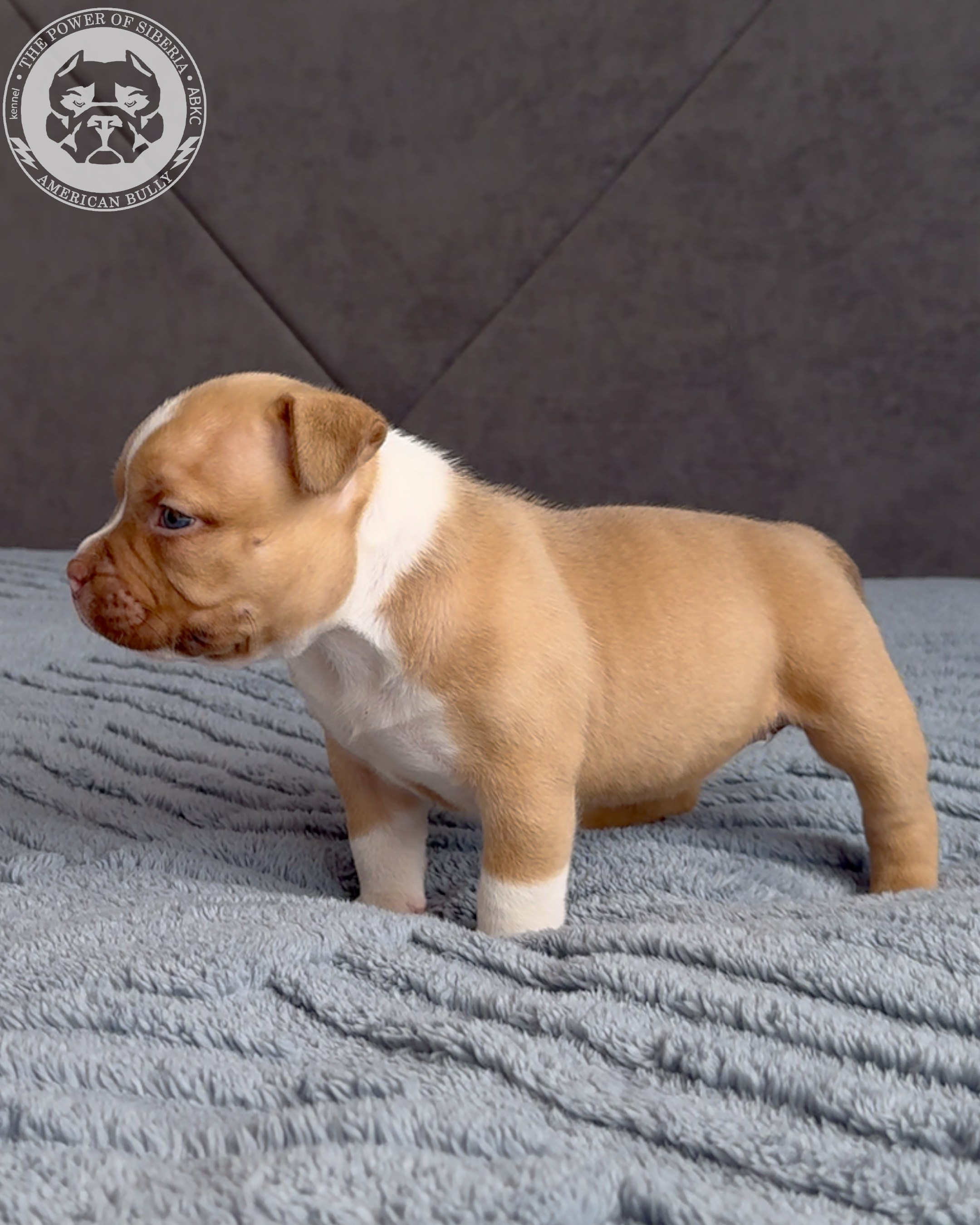 21.02.26-Мила-Турук. Американский Булли в г. Ростов-на-Дону. Питомник THE POWER OF SIBERIA